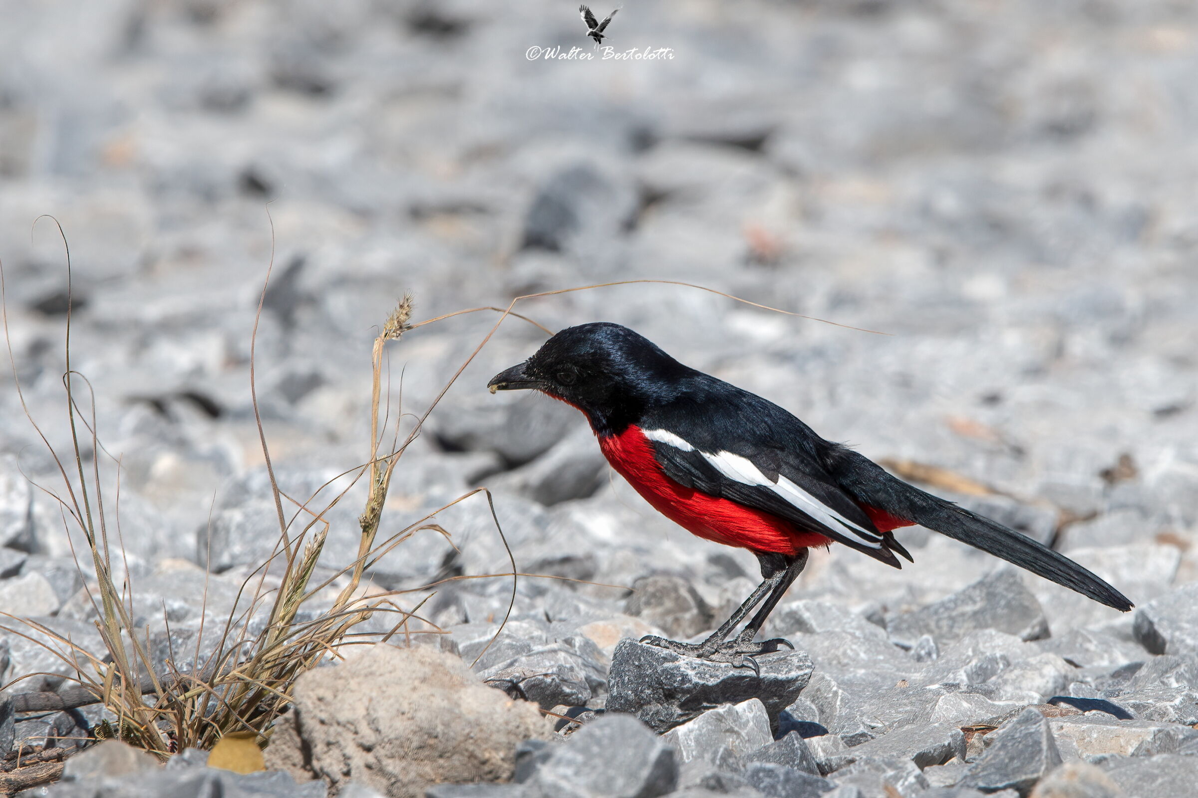 averla dal petto rosso (Laniarius atrococcineus)