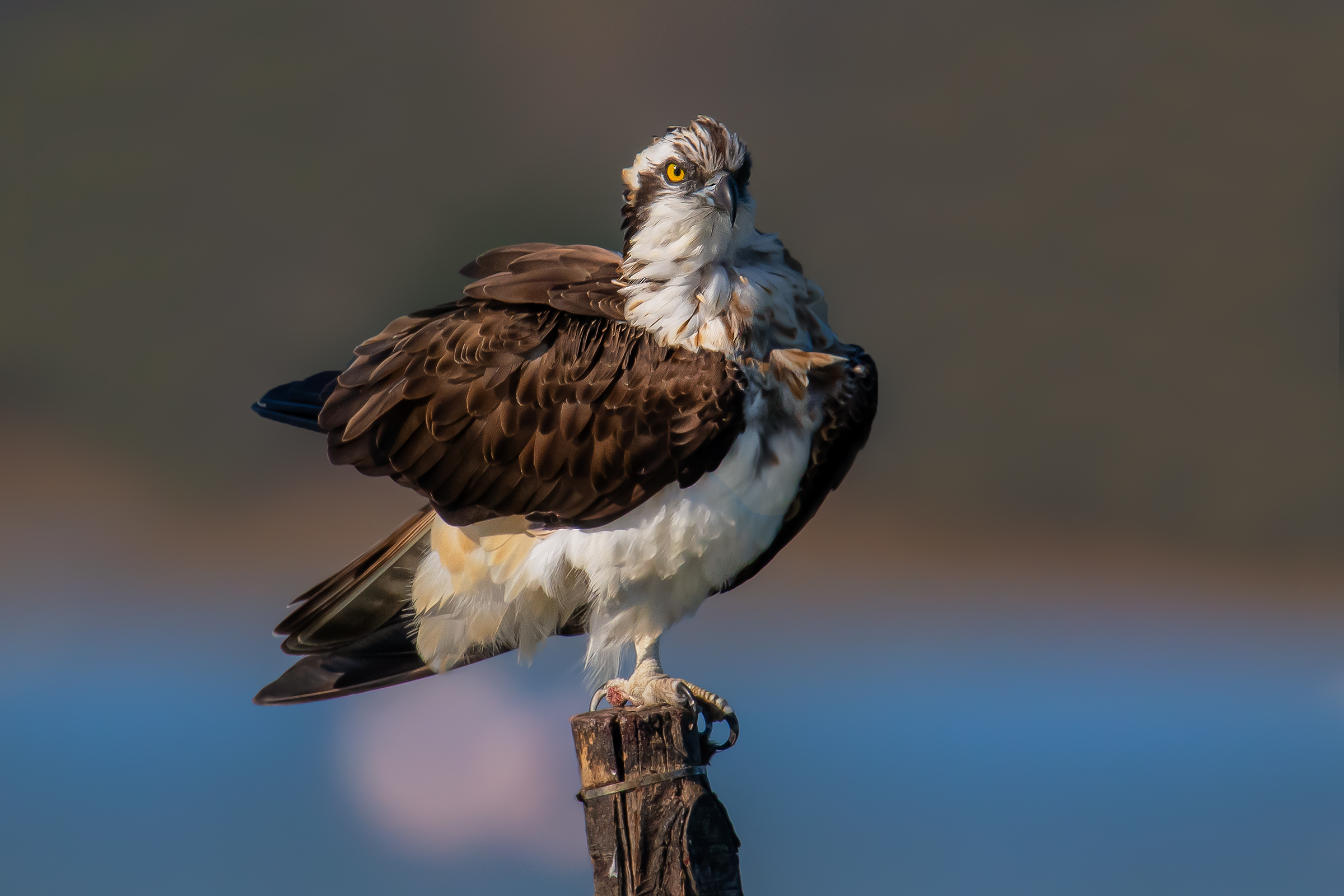 falco pescatore