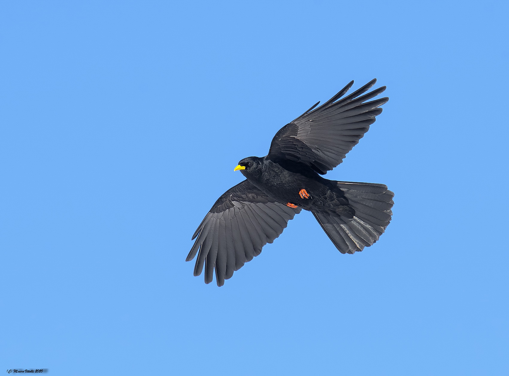 Alpine gracchio (Pyrrhocorax graculus)