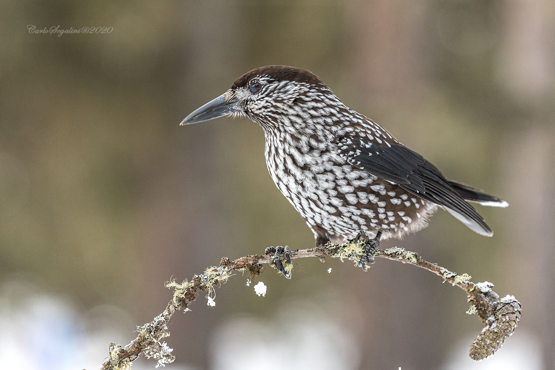 Nocciolaia (Nucifraga caryocatactes)