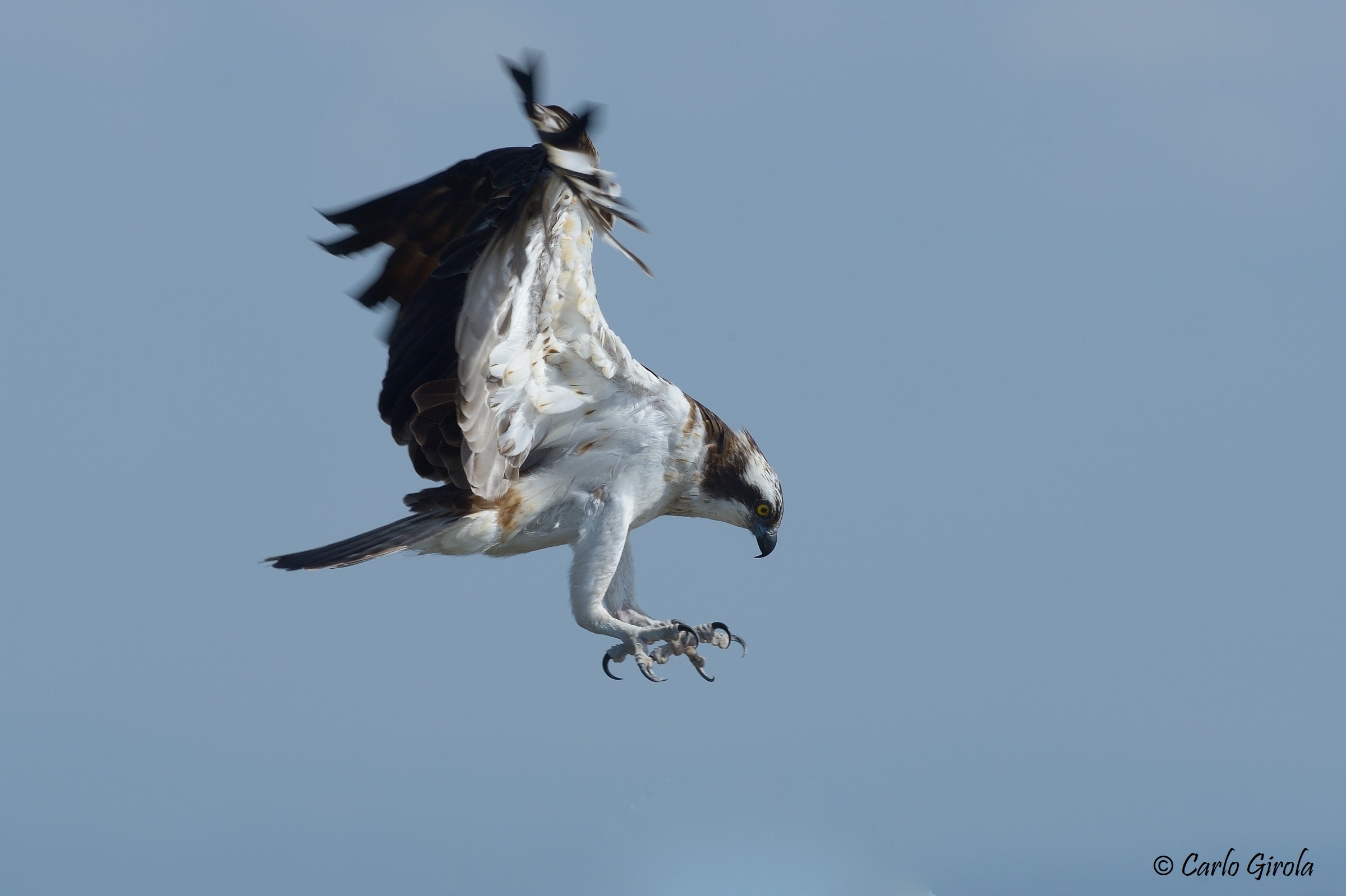 Falco pescatore ( Pandion haliaetus)