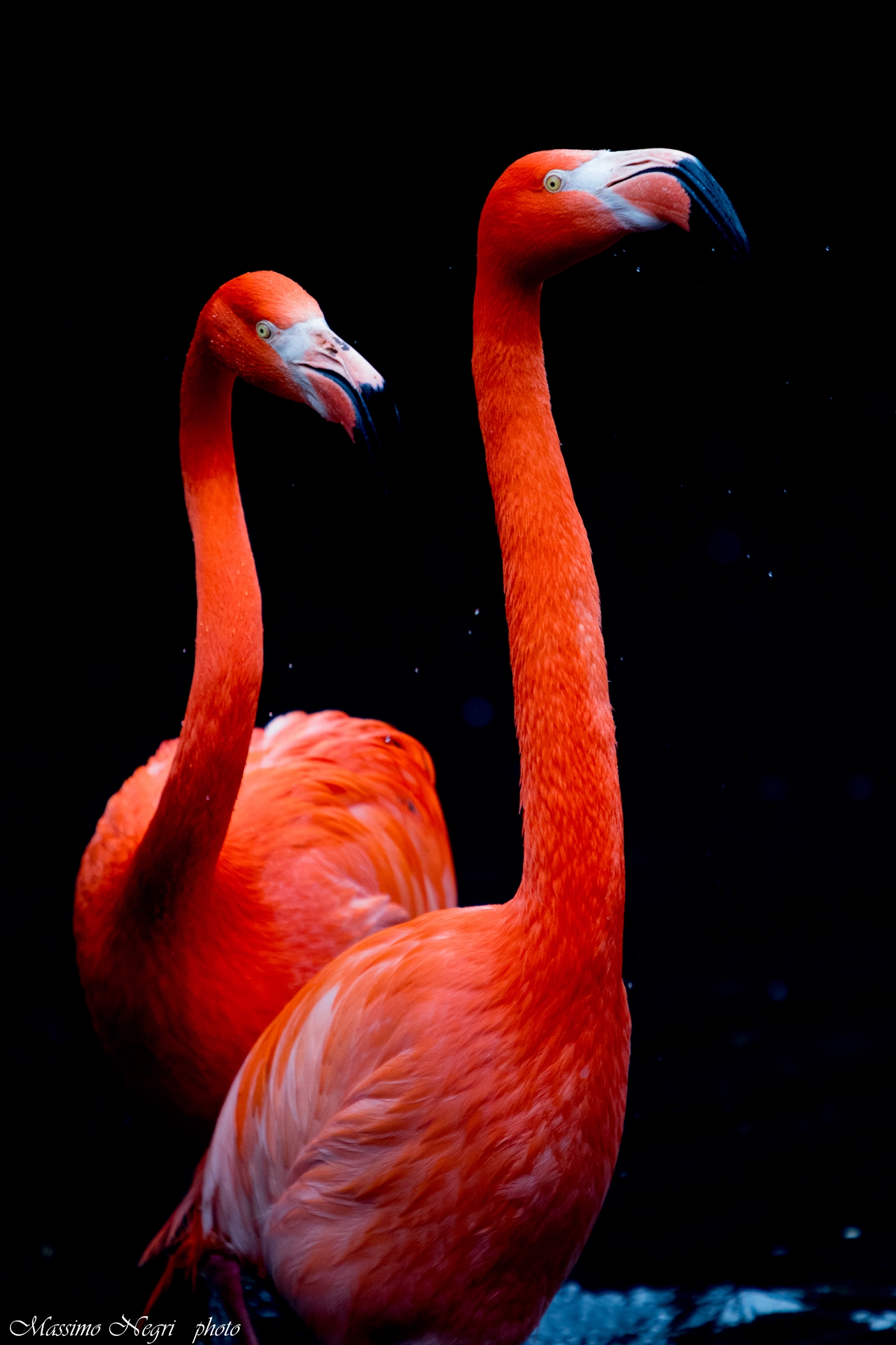 fenicotteri rossi .....ambiente controllato