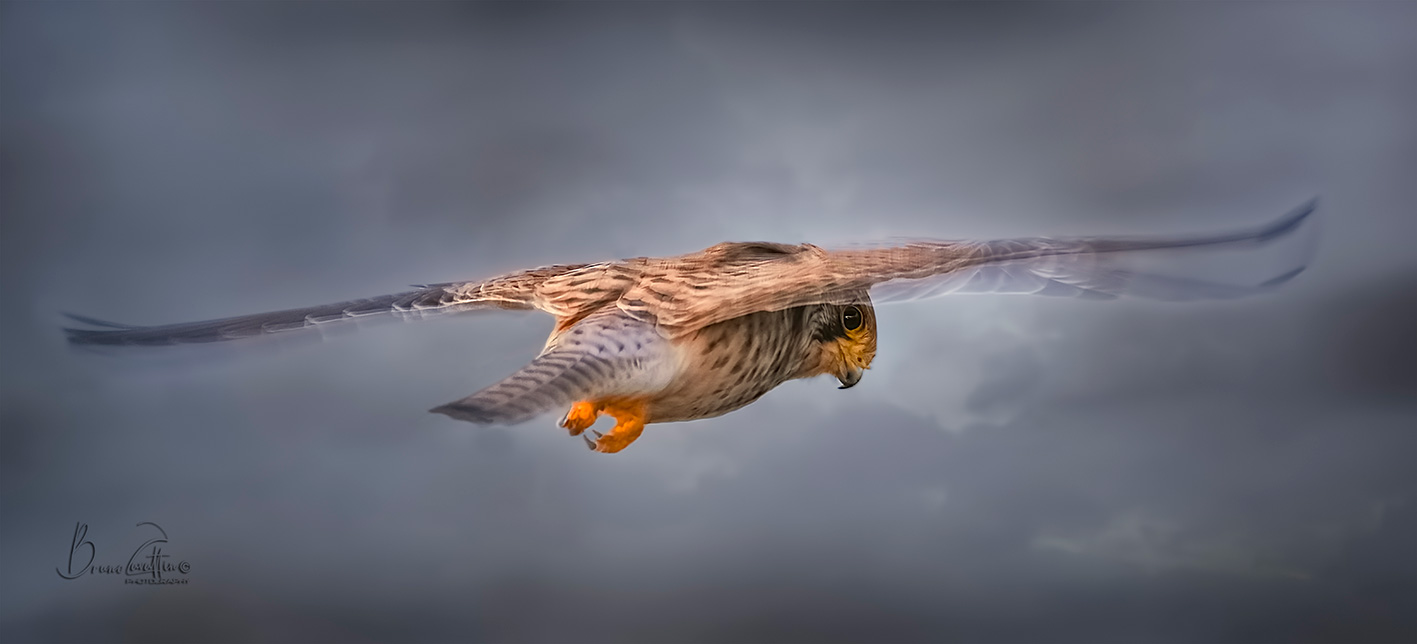 Kestrel