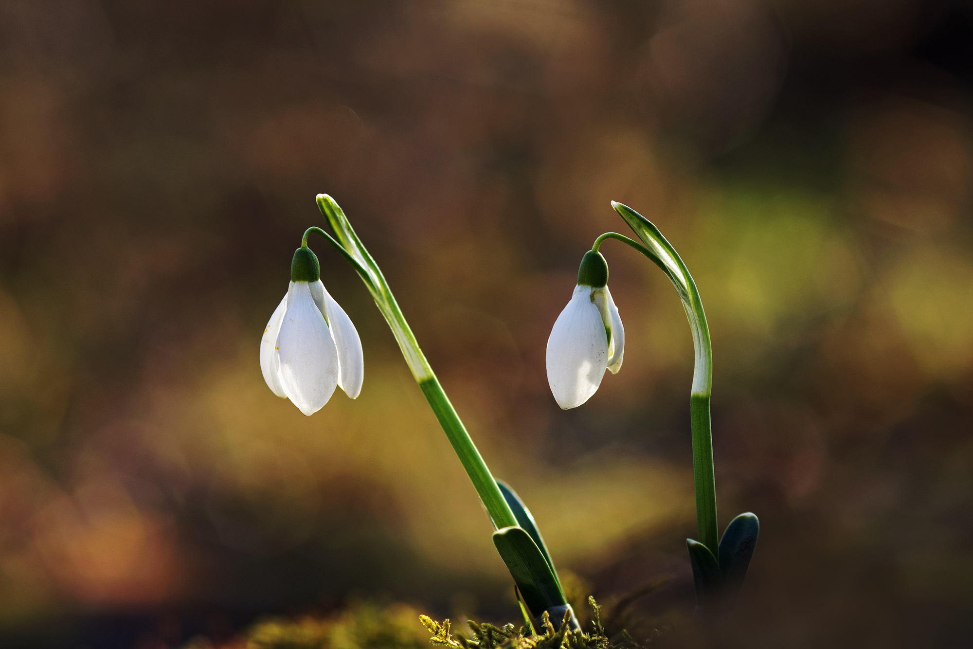 Snowdrops