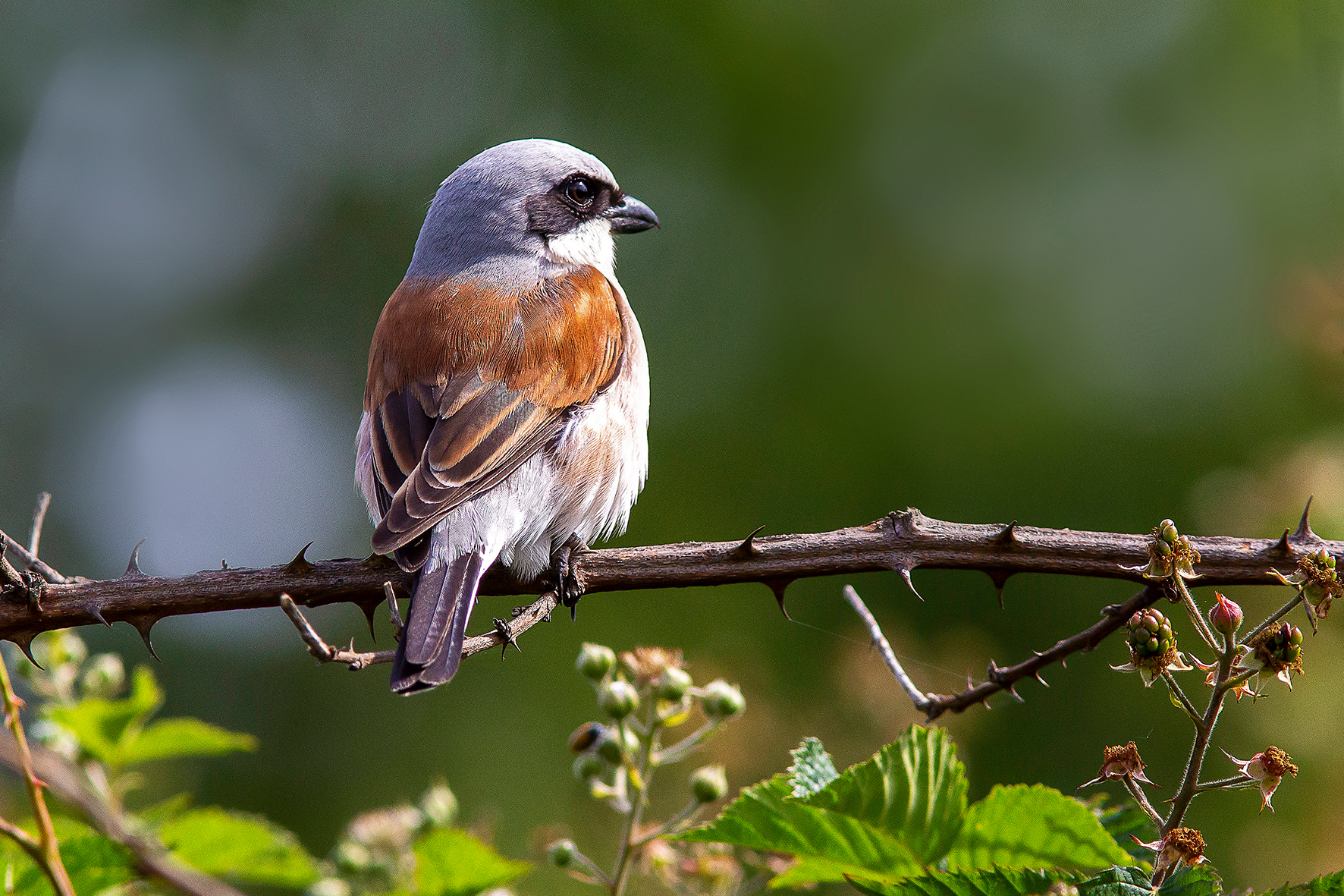 averla piccola ( Lanius collurio)