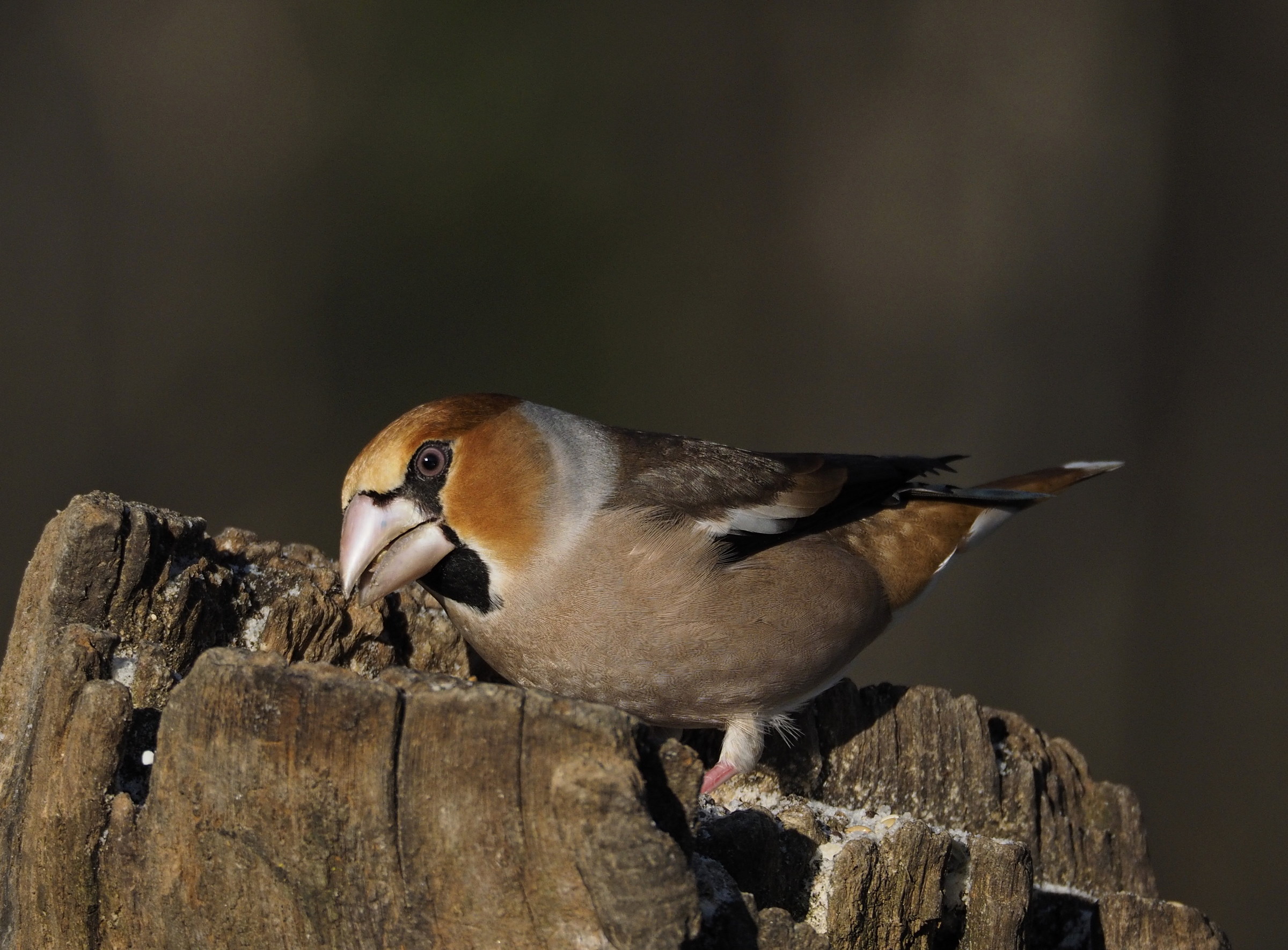 I colori del frosone