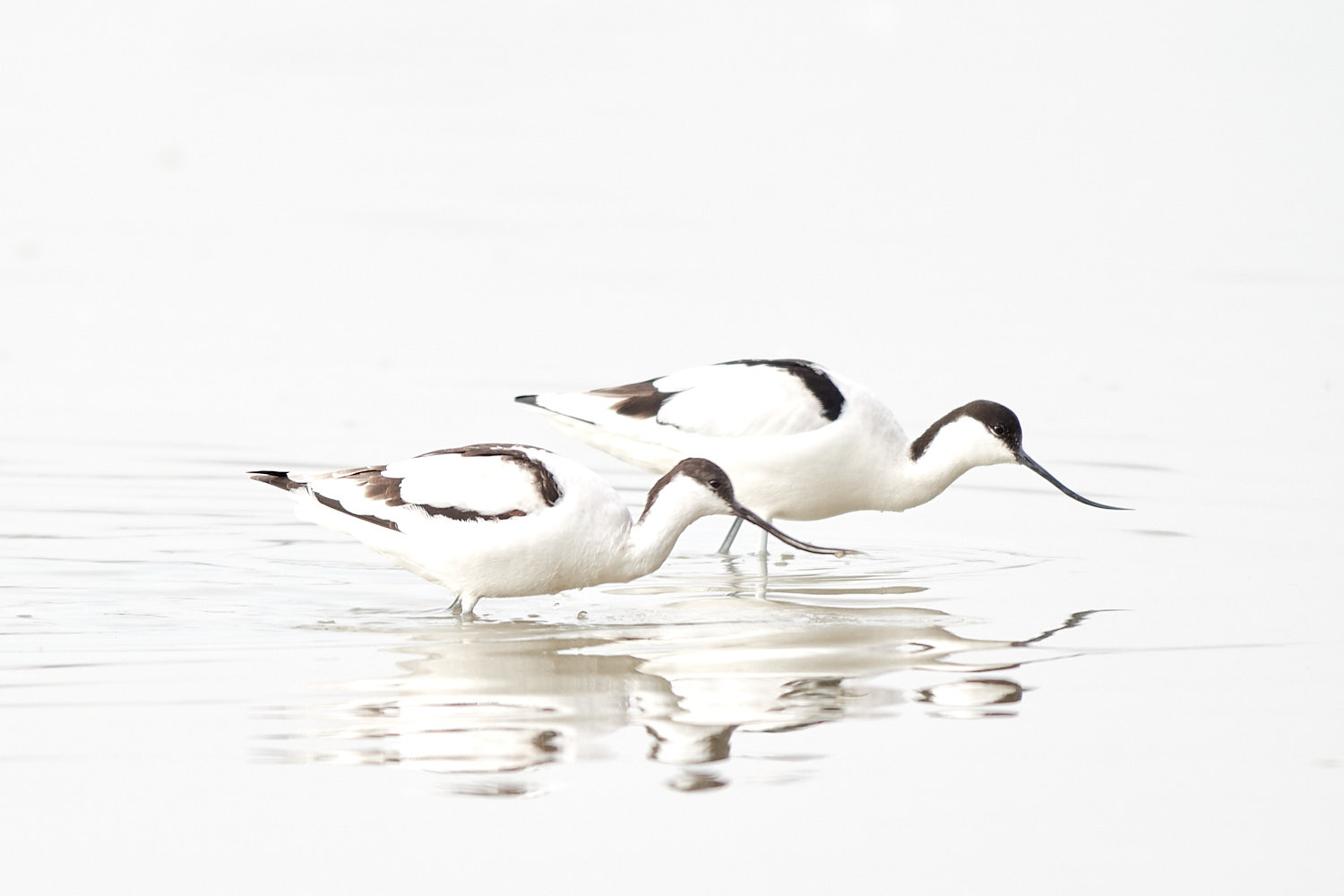 Avocettes