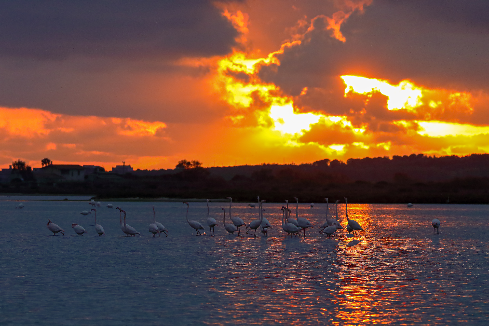 fenicotteri al tramonto