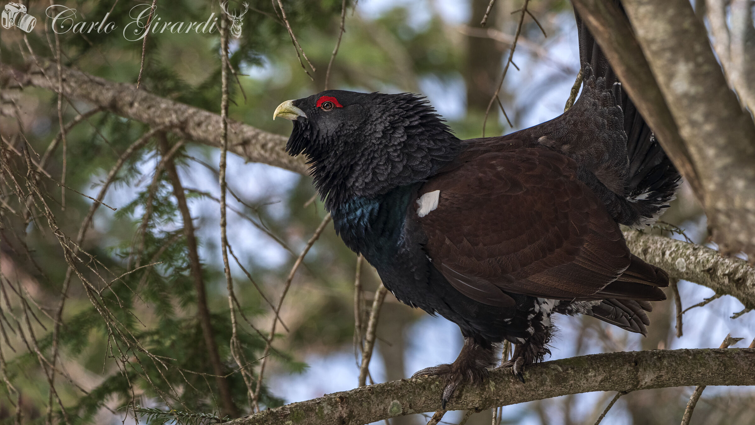 Gallo Cedrone ( Tetrao urogallus)