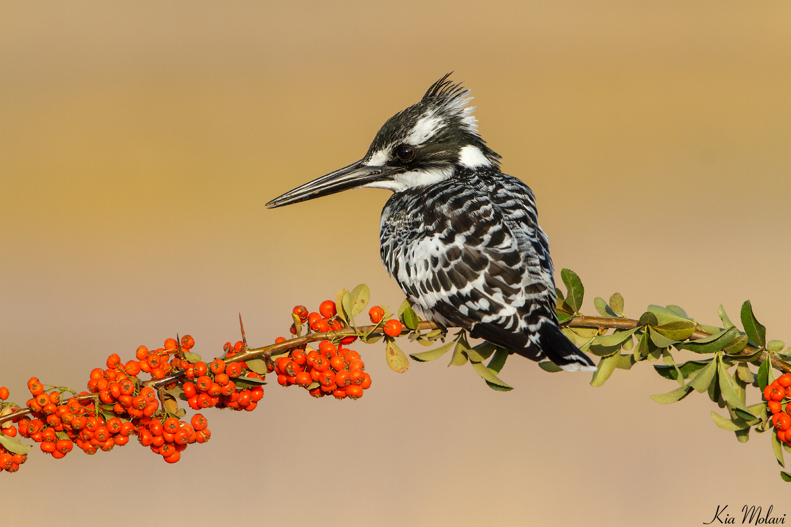 Kingfisher