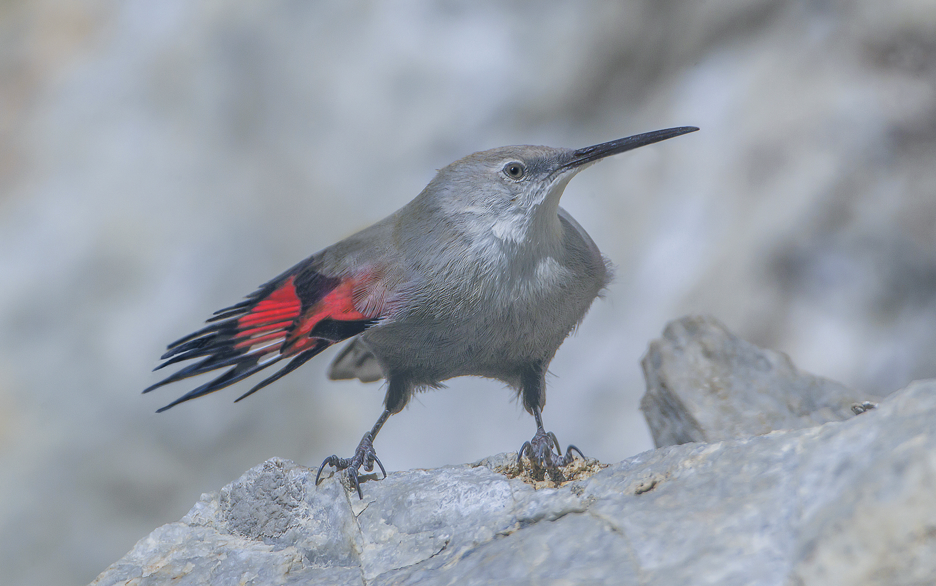 woodpecker wall in paradise