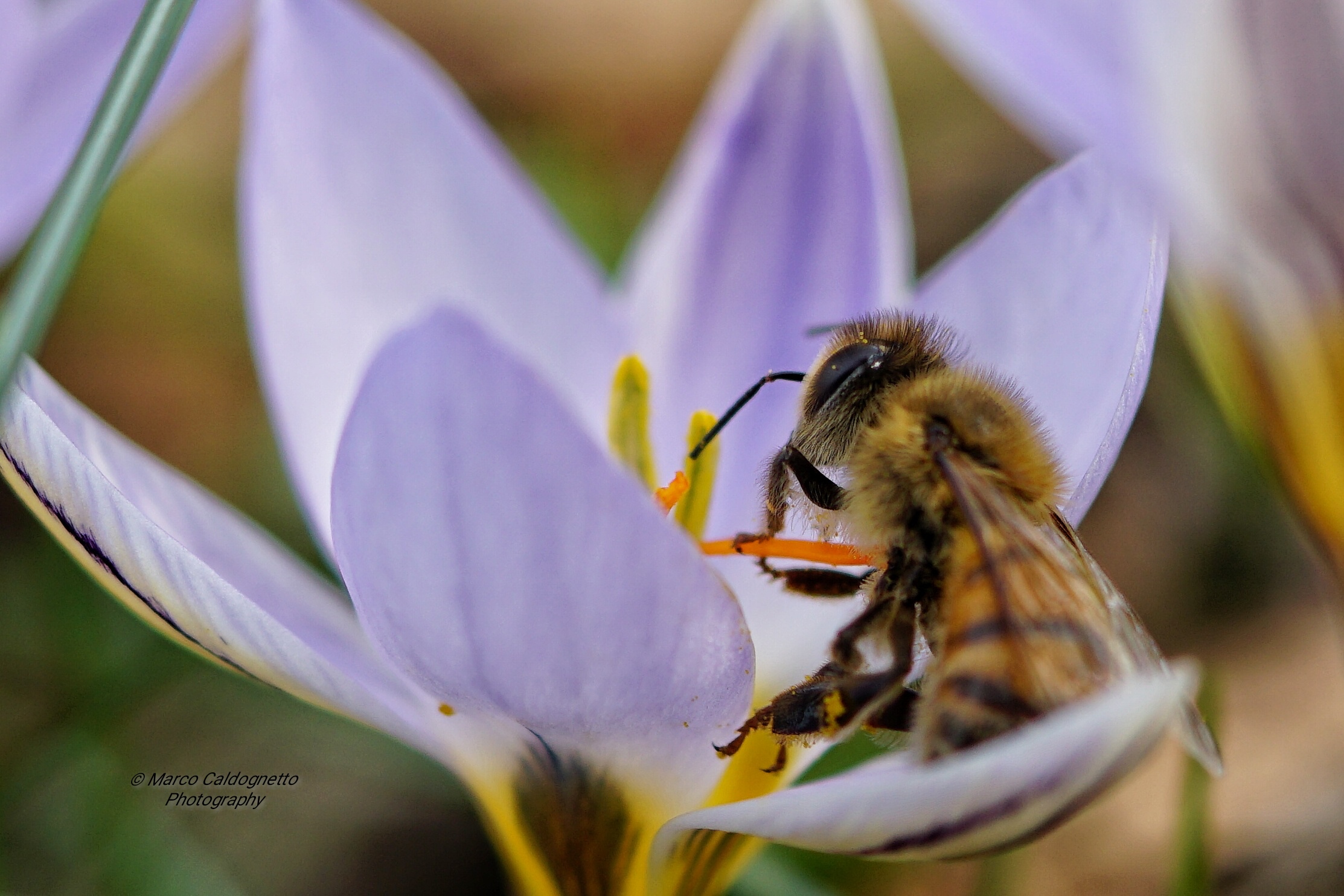 Oggi si pranza di buon Gusto