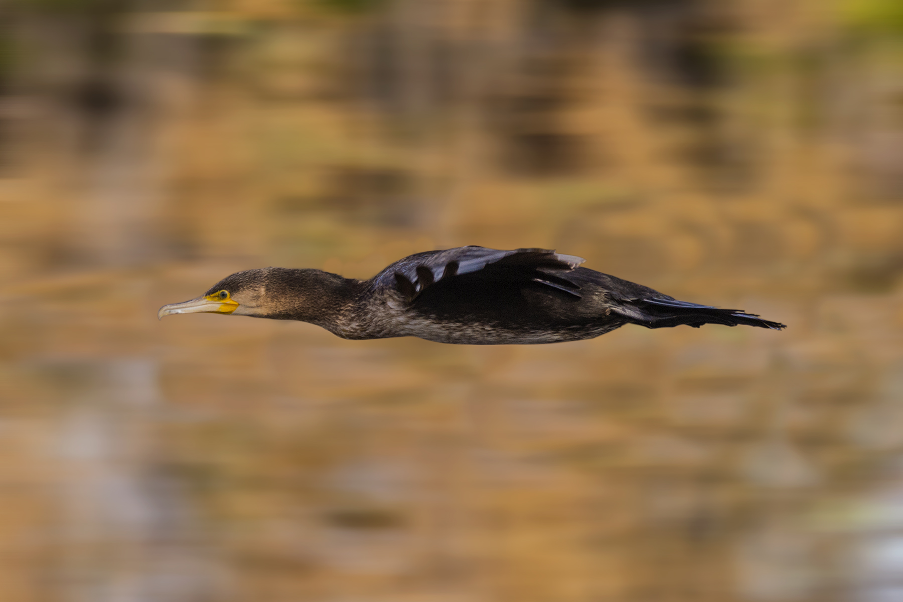 Cormorant