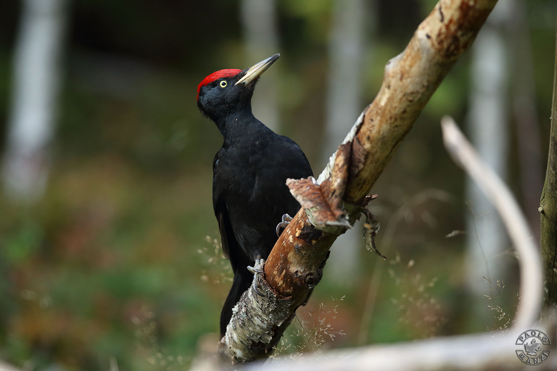 Black woodpecker