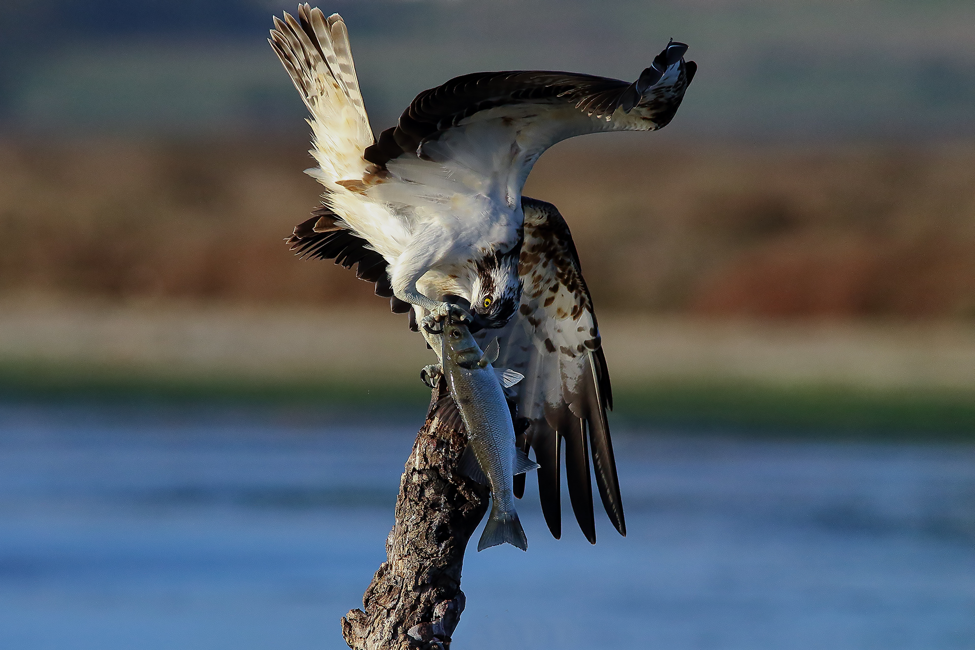 osprey