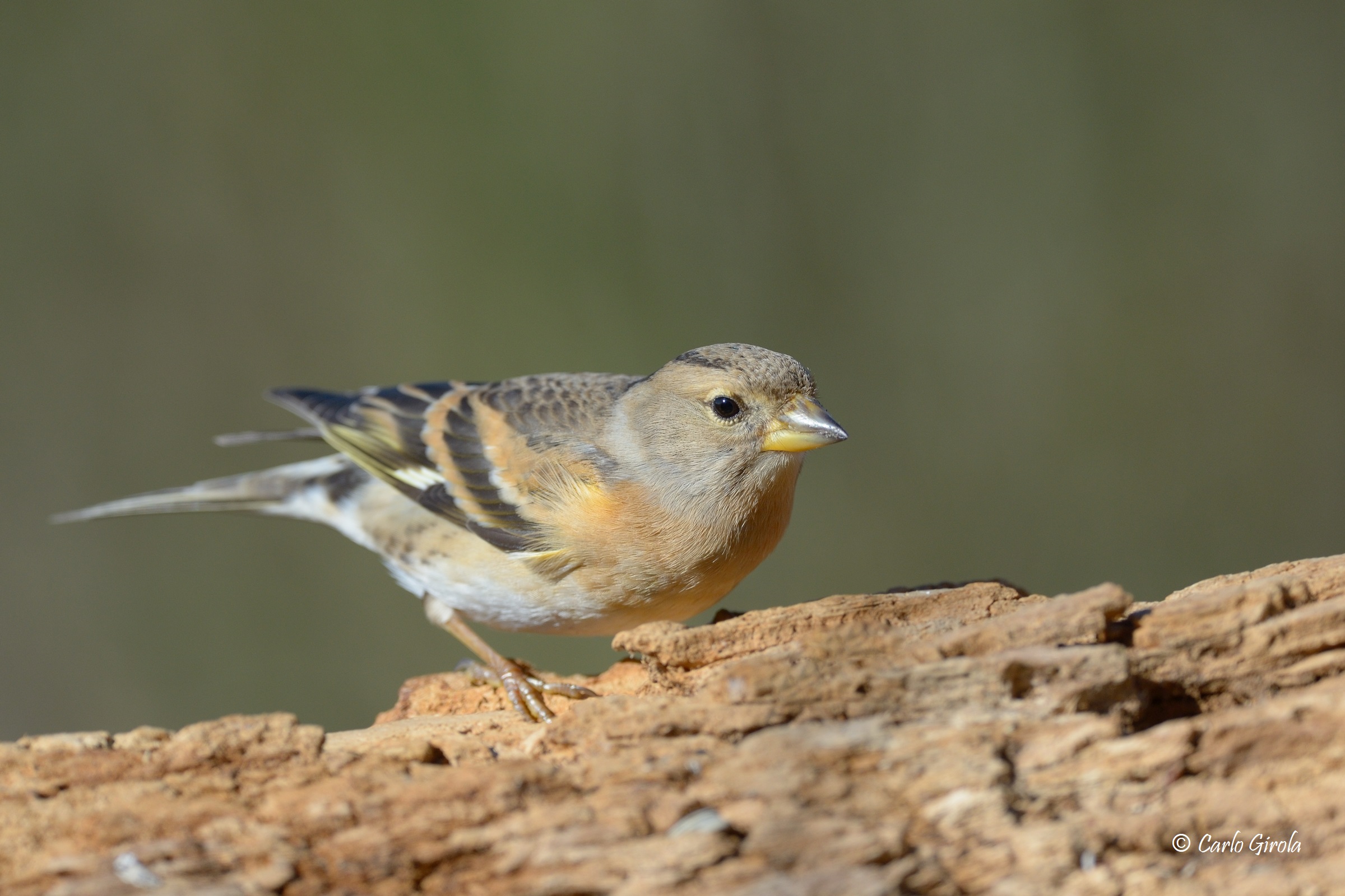 Peppola (Fringilla montifringilla)