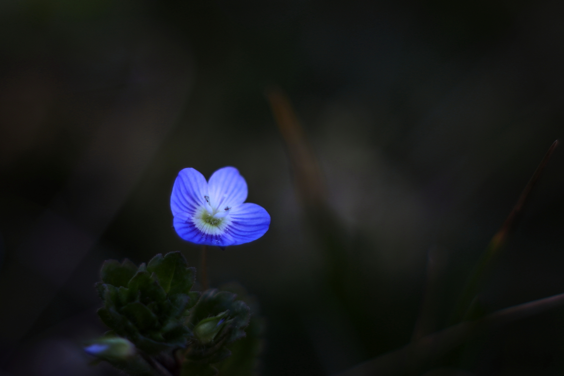 Fiorellino primaverile