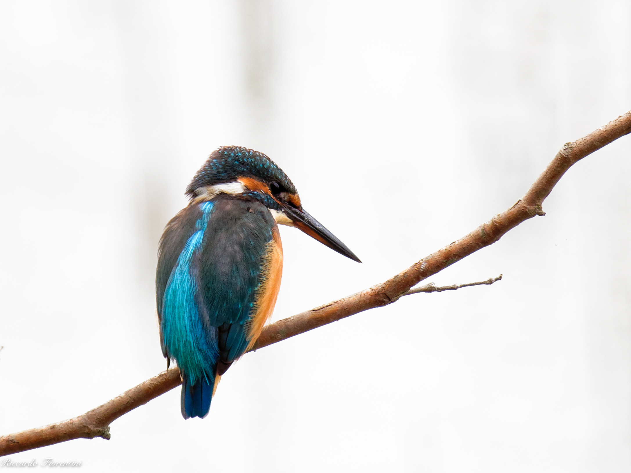 Kingfisher