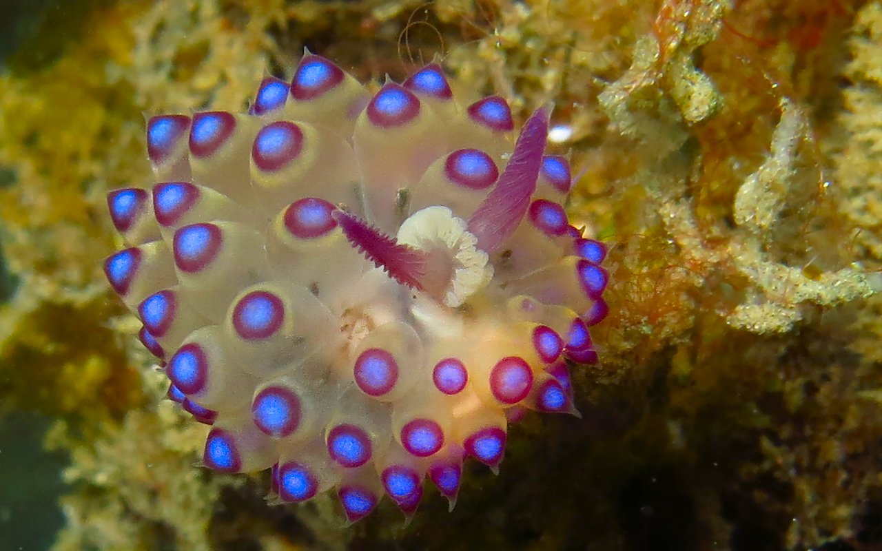Nudibranch 816