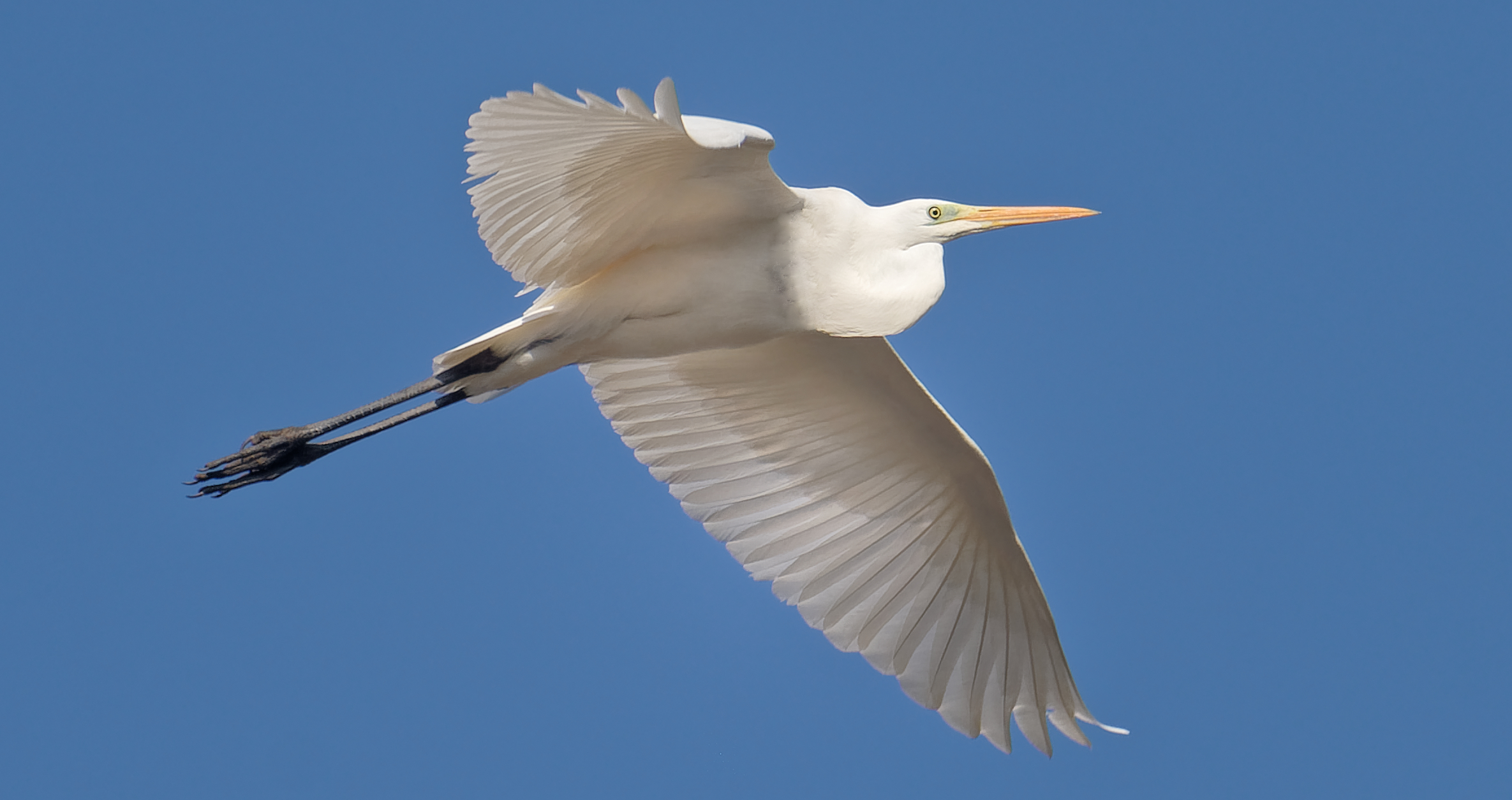 Ardea Alba
