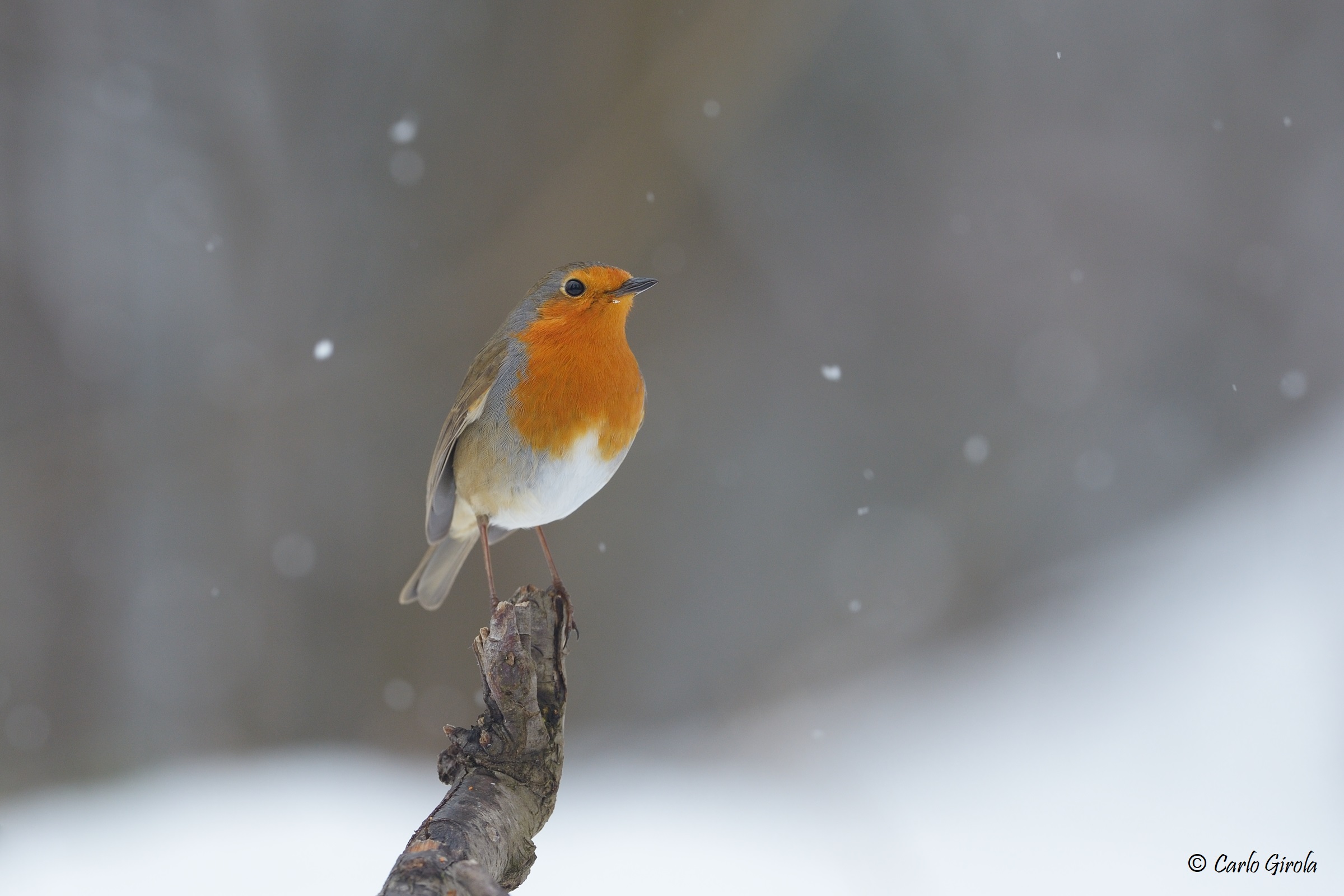 Pettirosso (Erithacus rubecula)