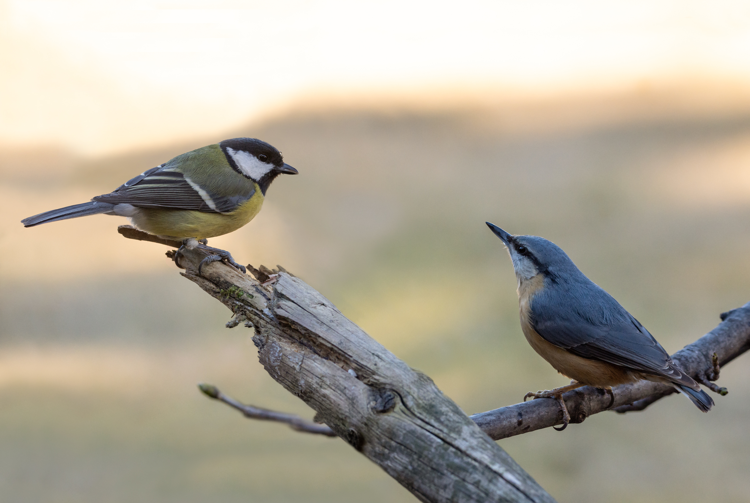 Ciciallegra vs Brickwood Pike