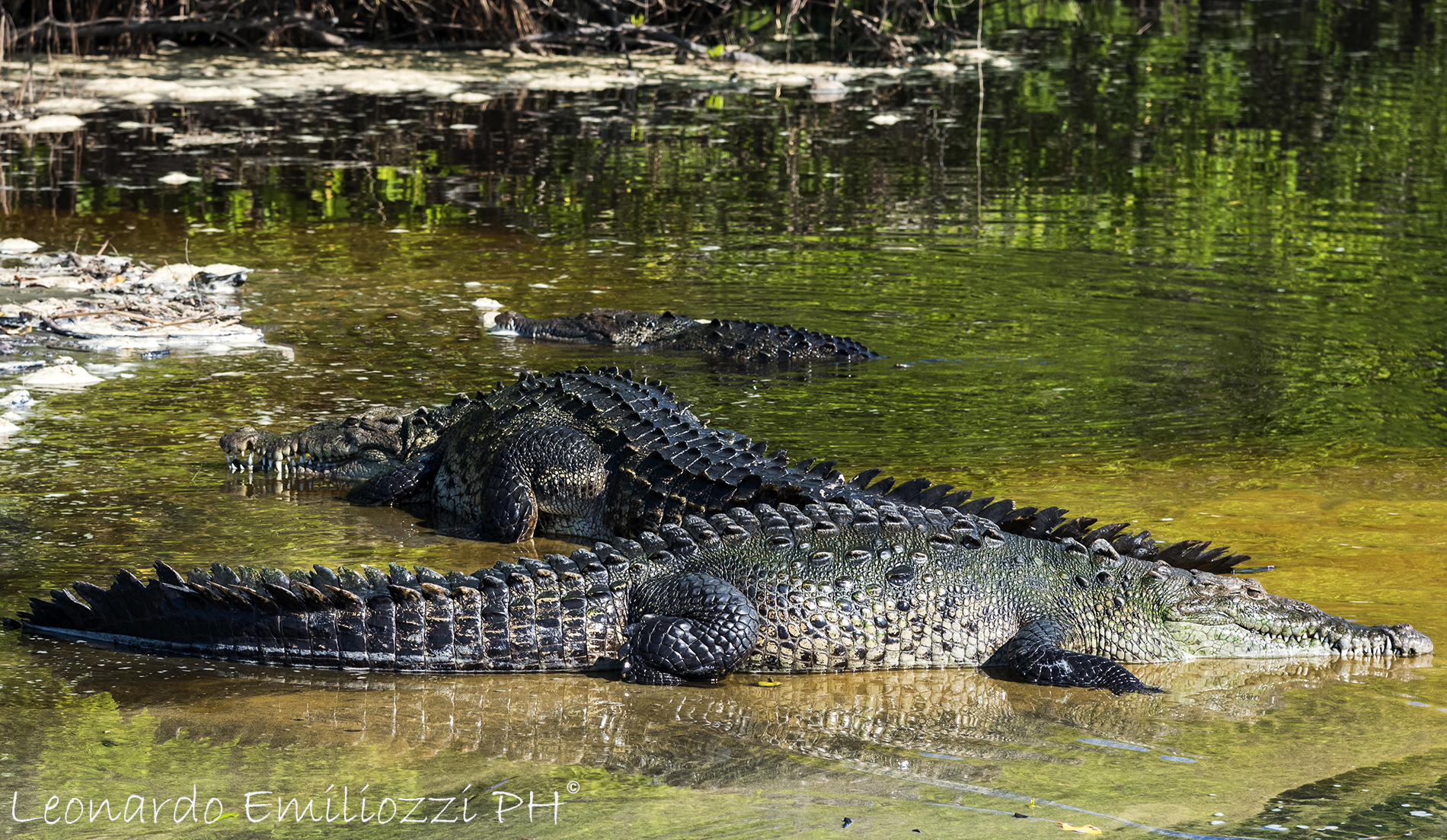 Crocodiles