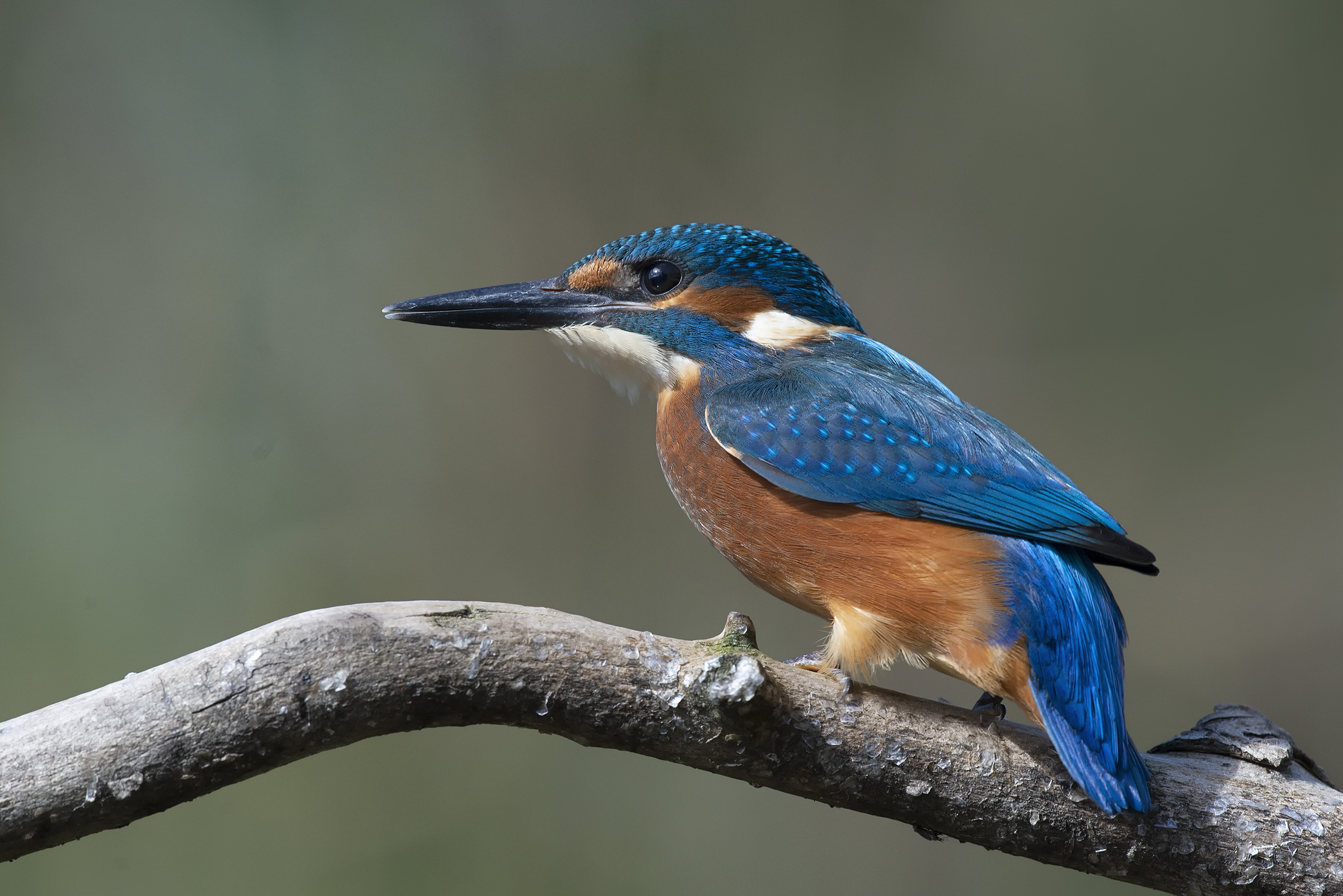 Kingfisher