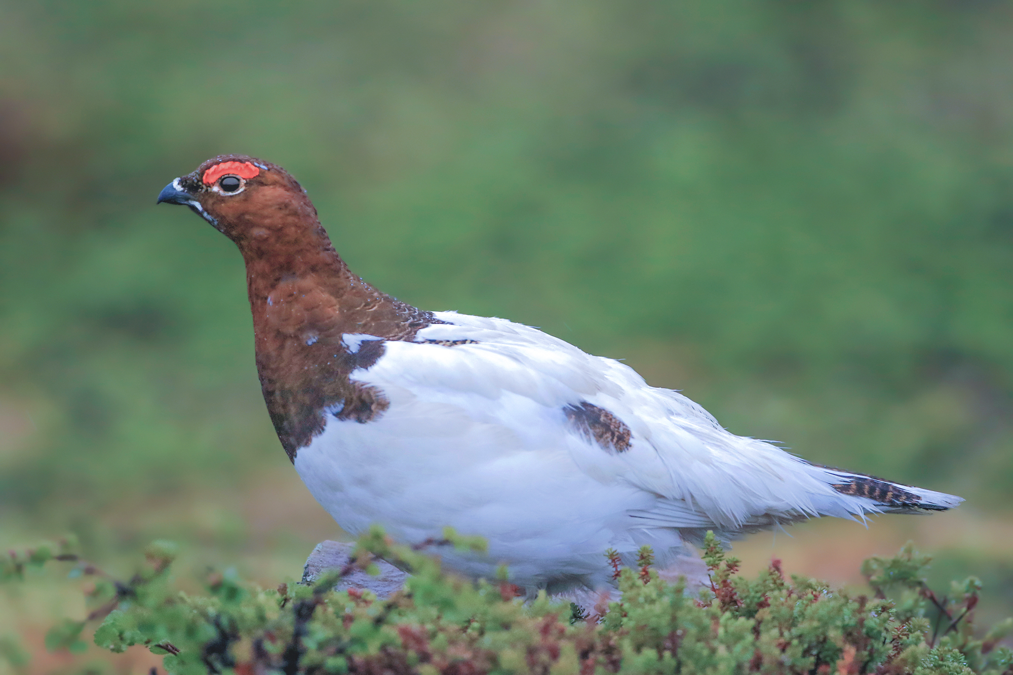 Arctic partridge