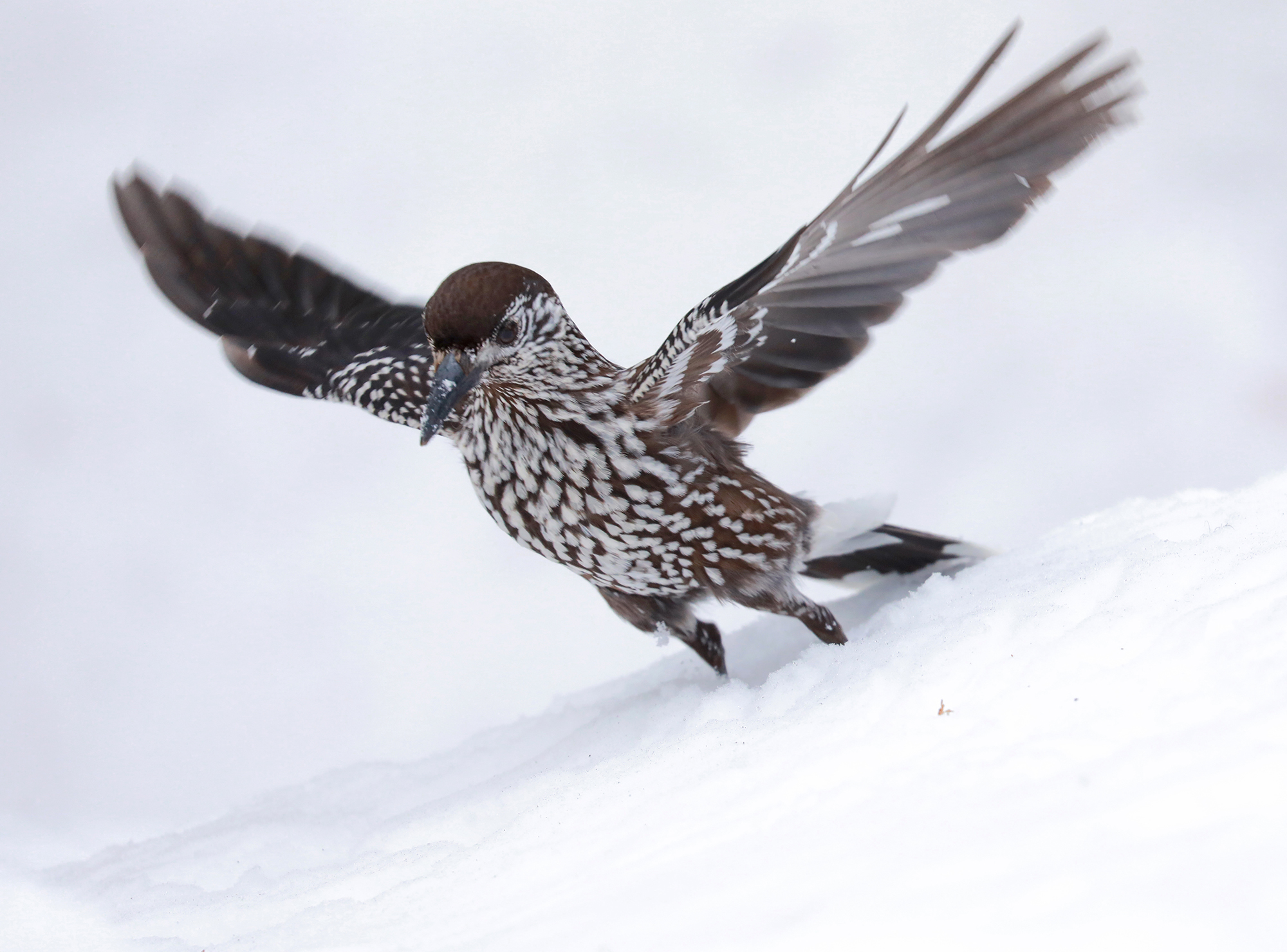 hazelnut angel flight