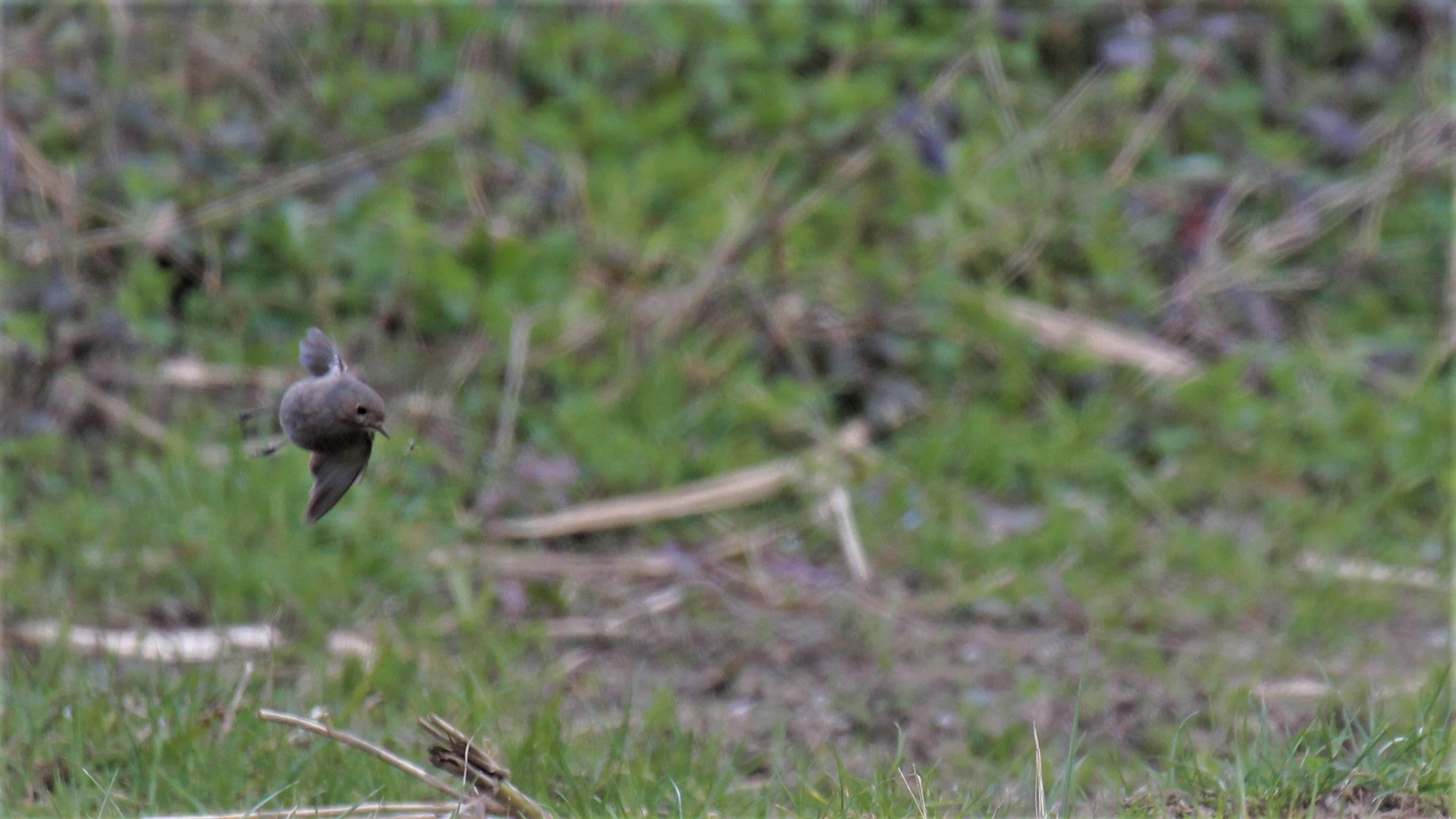Codirosso ...al volo