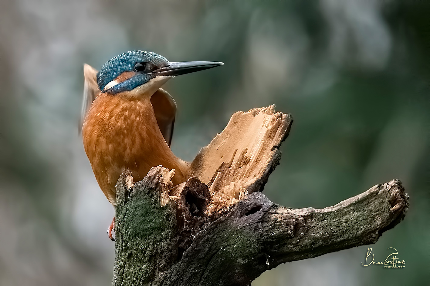 Kingfisher