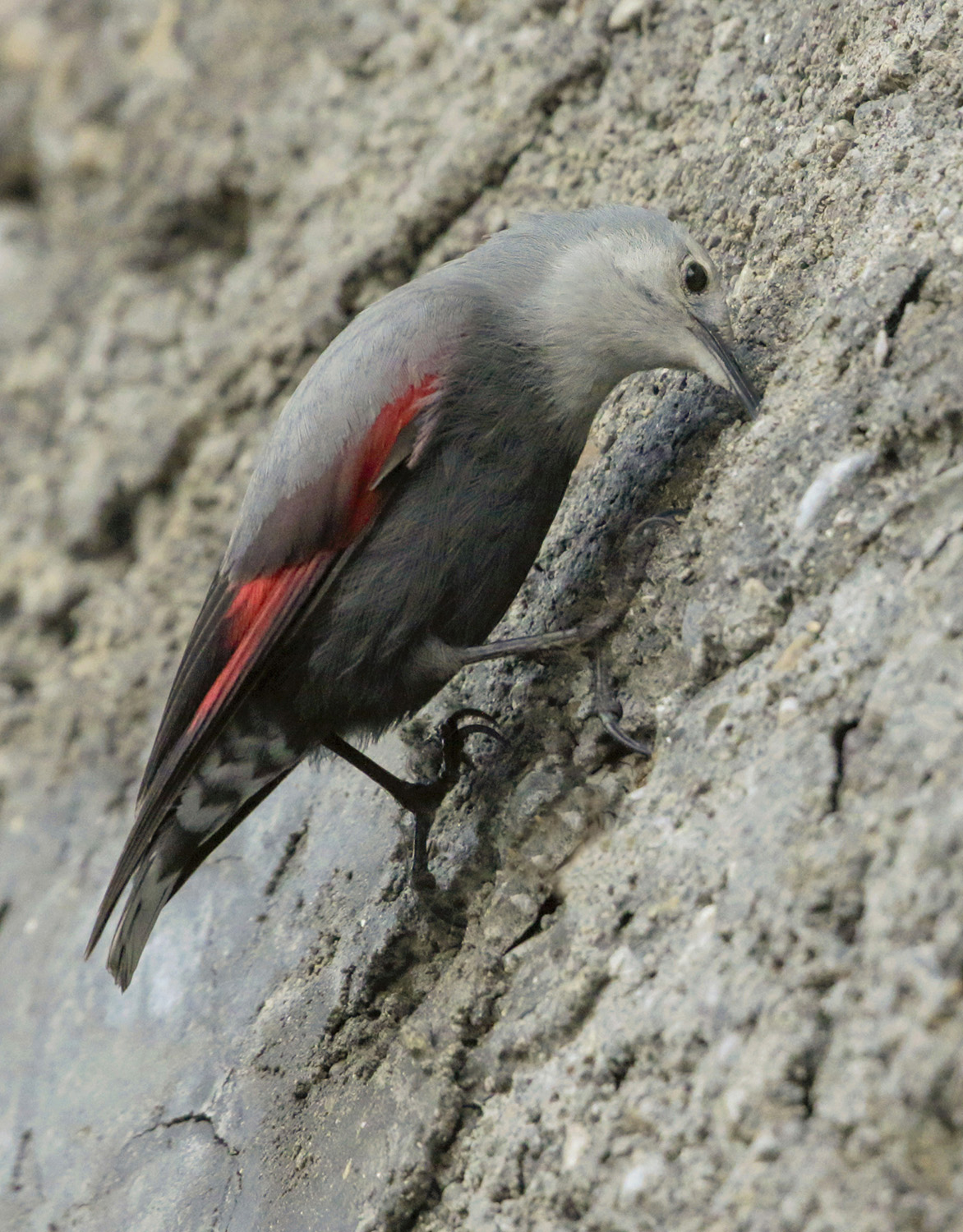 how the beak the wall woodpecker uses