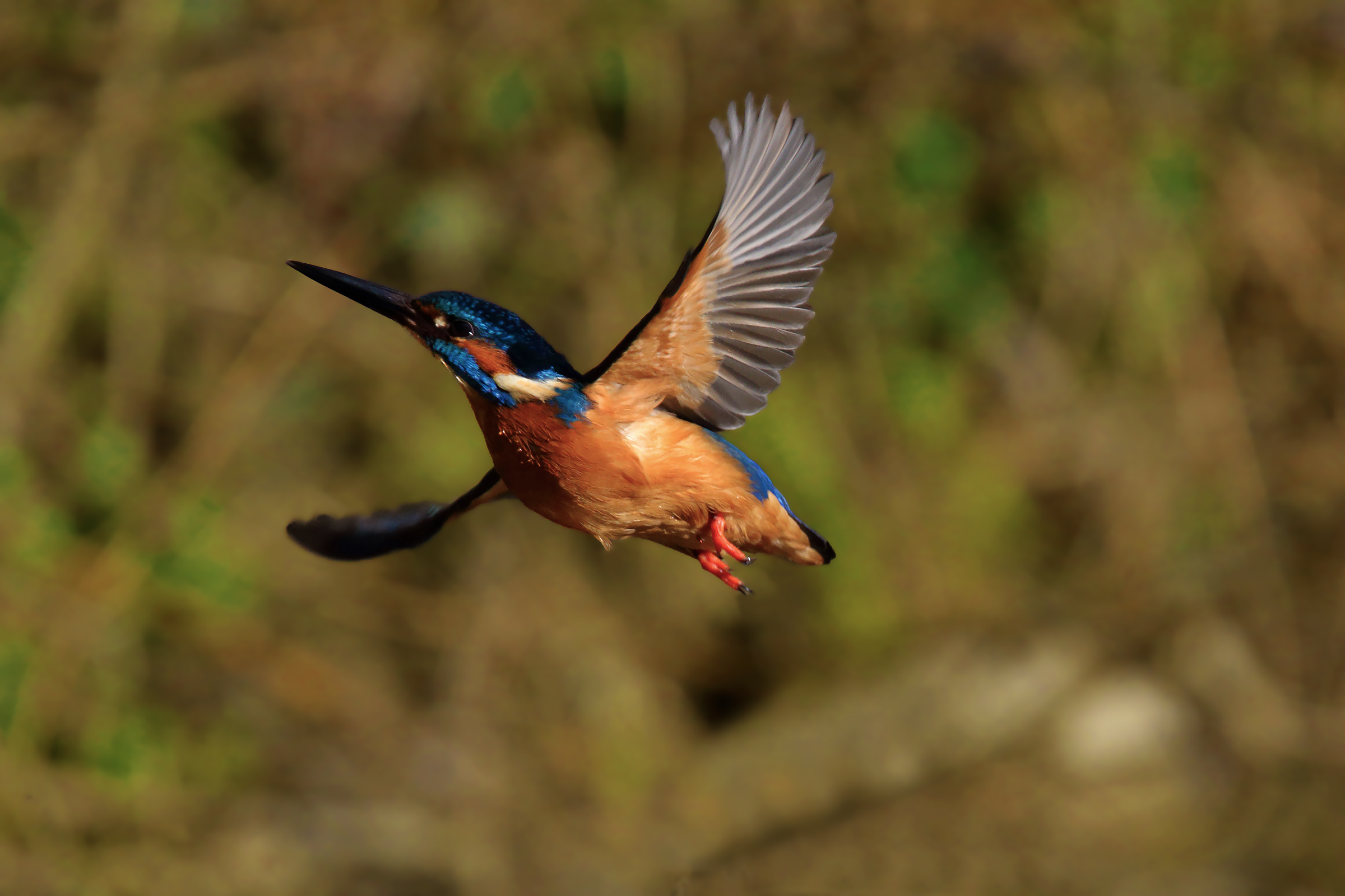 the flight of the martin