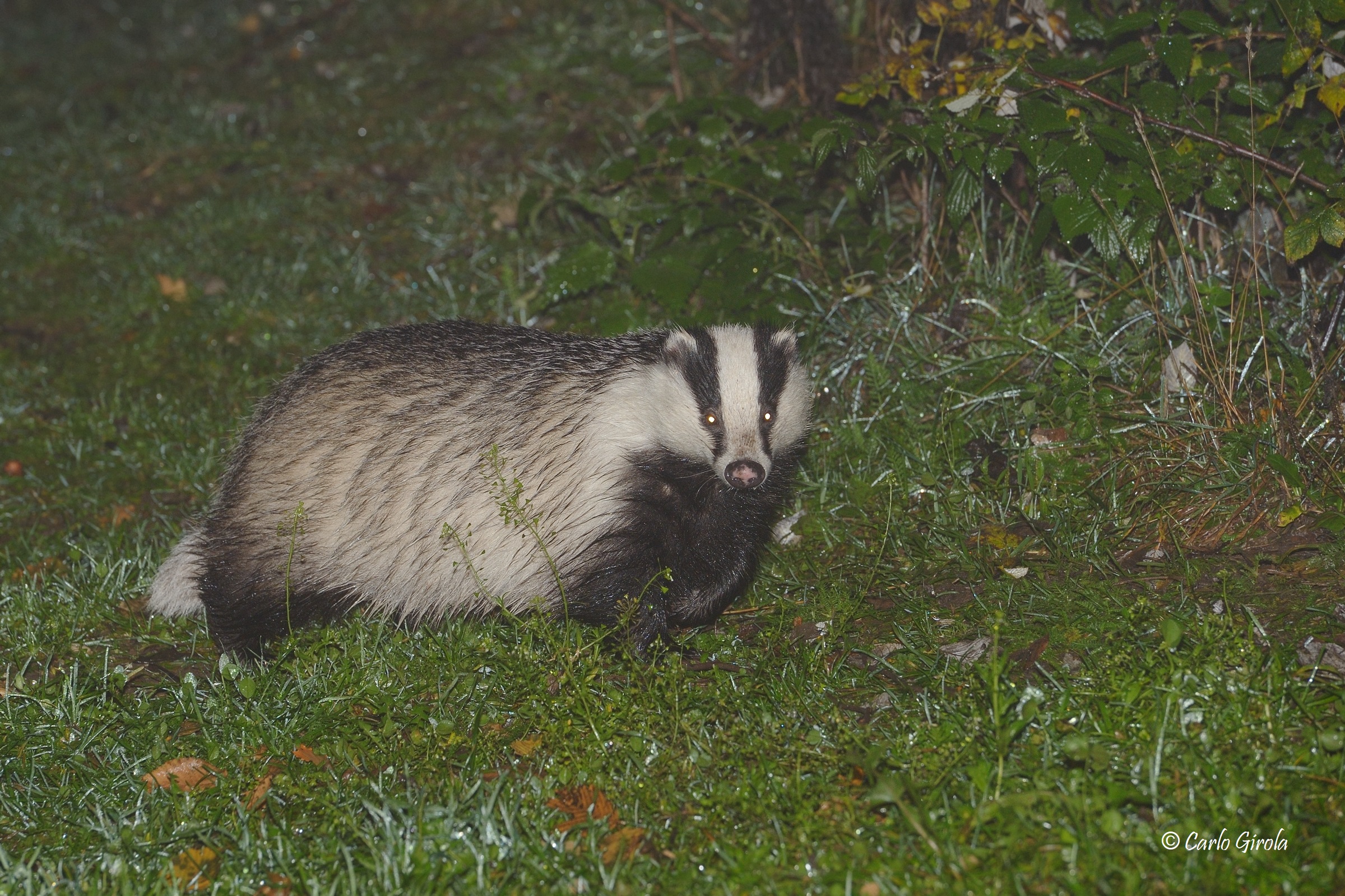 Badger (Meles meles)