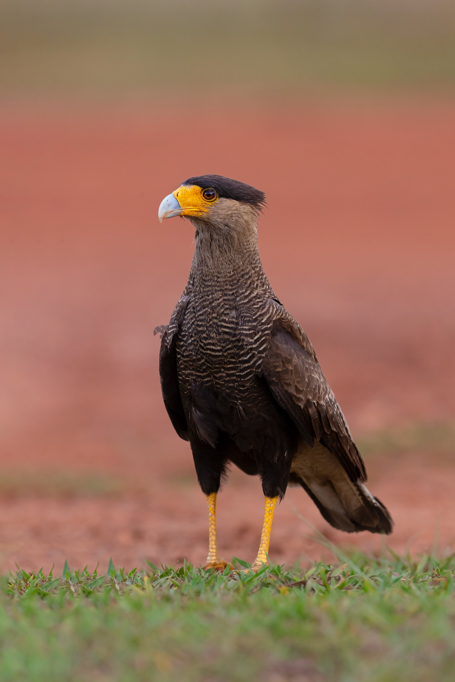 Caracara
