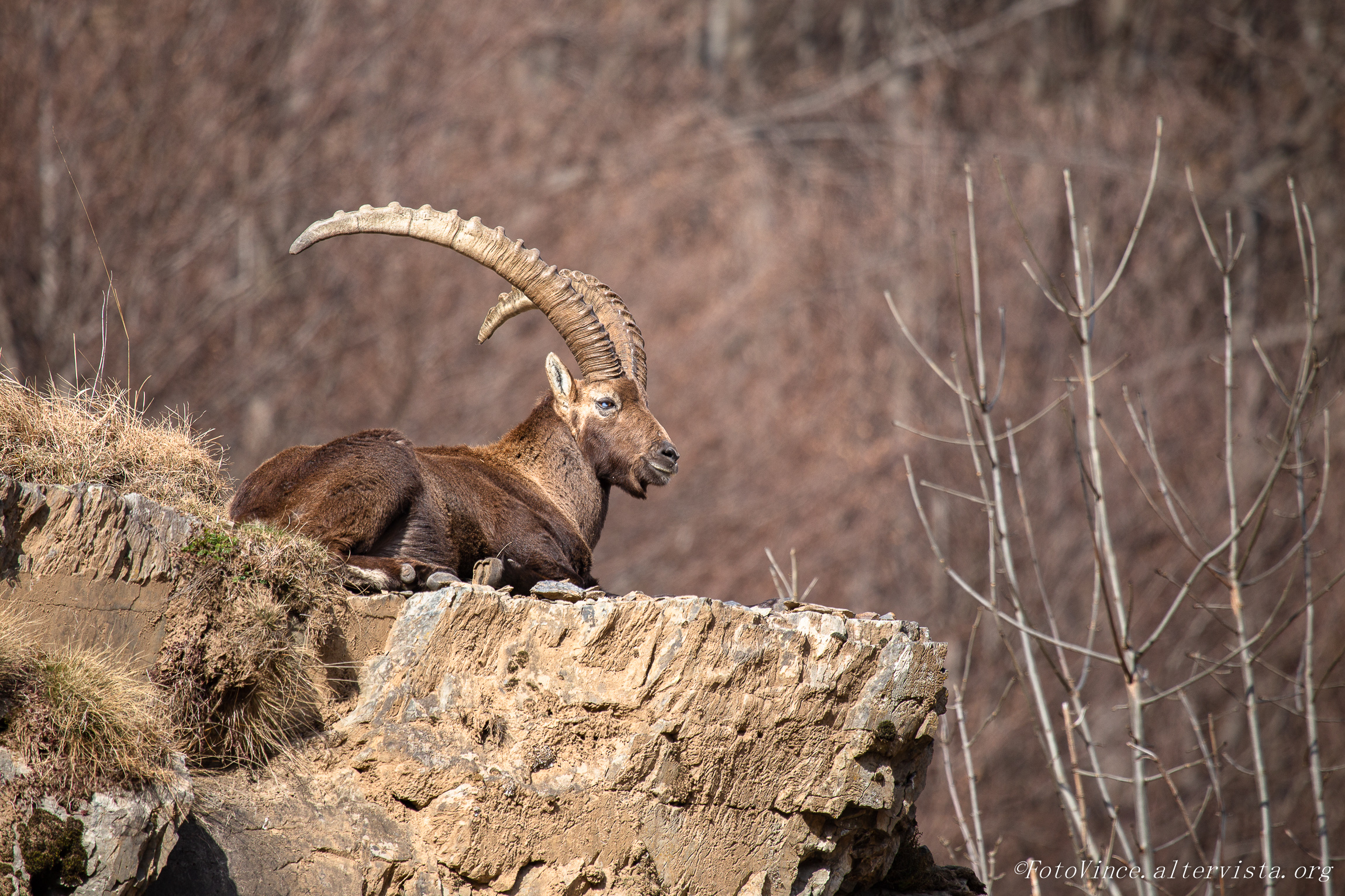 Ibex
