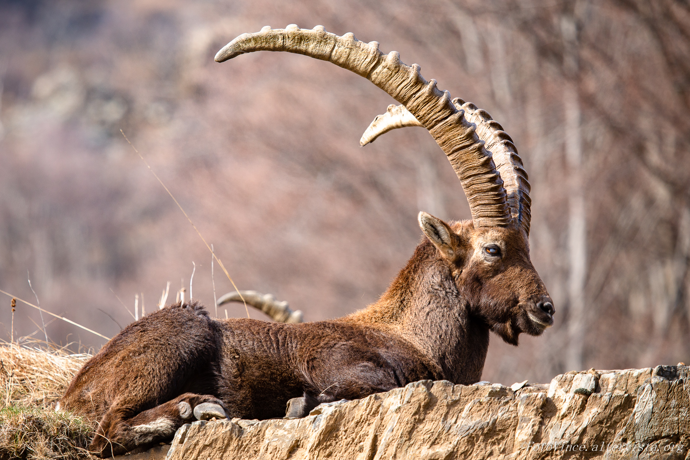 Ibex