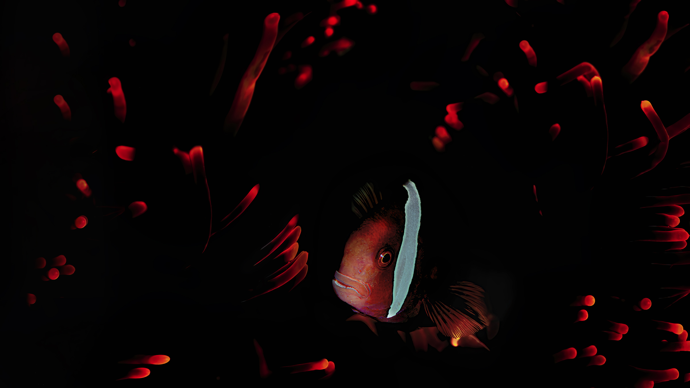 pesce pagliaccio in anemone rosso