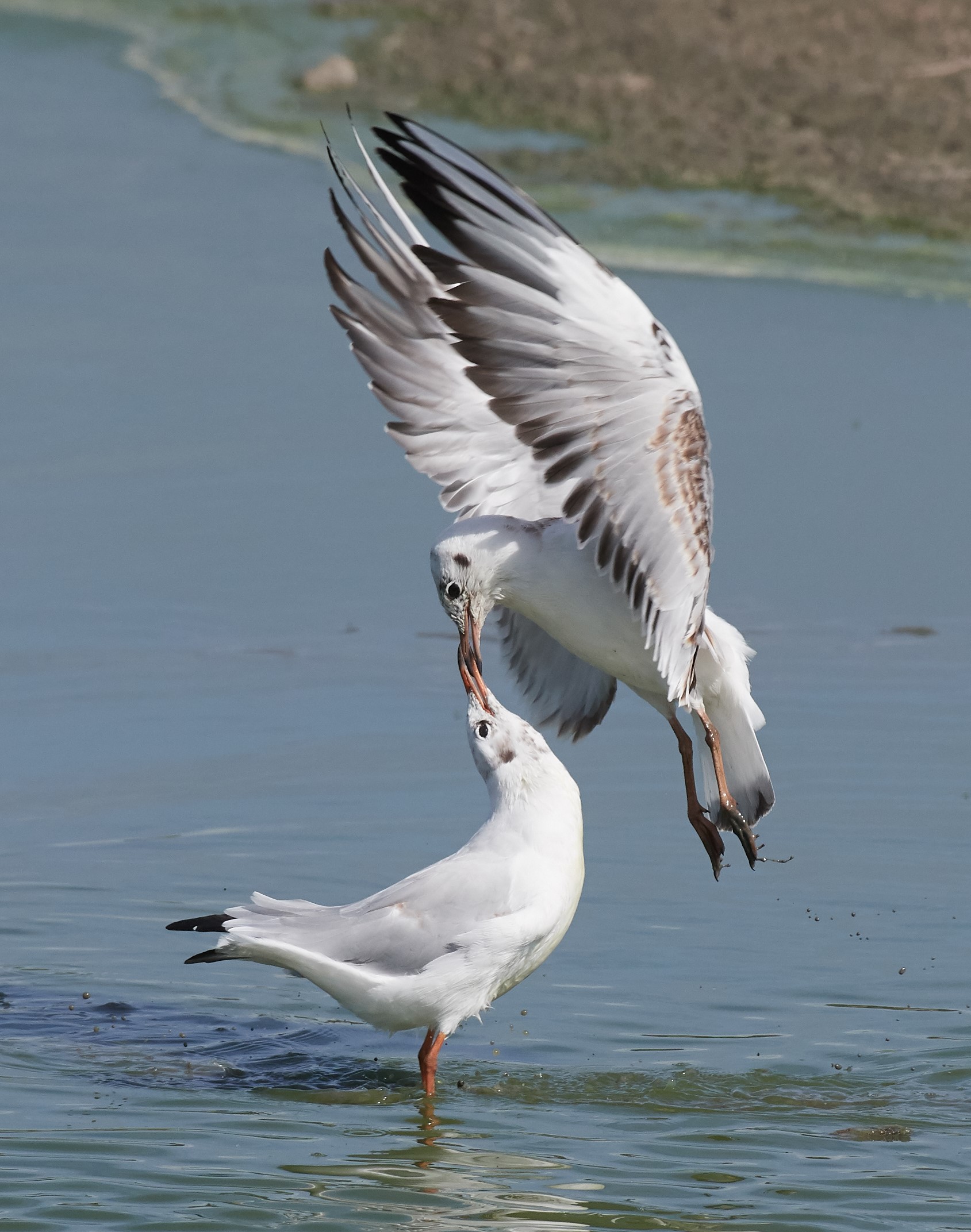 Gulls lovebite