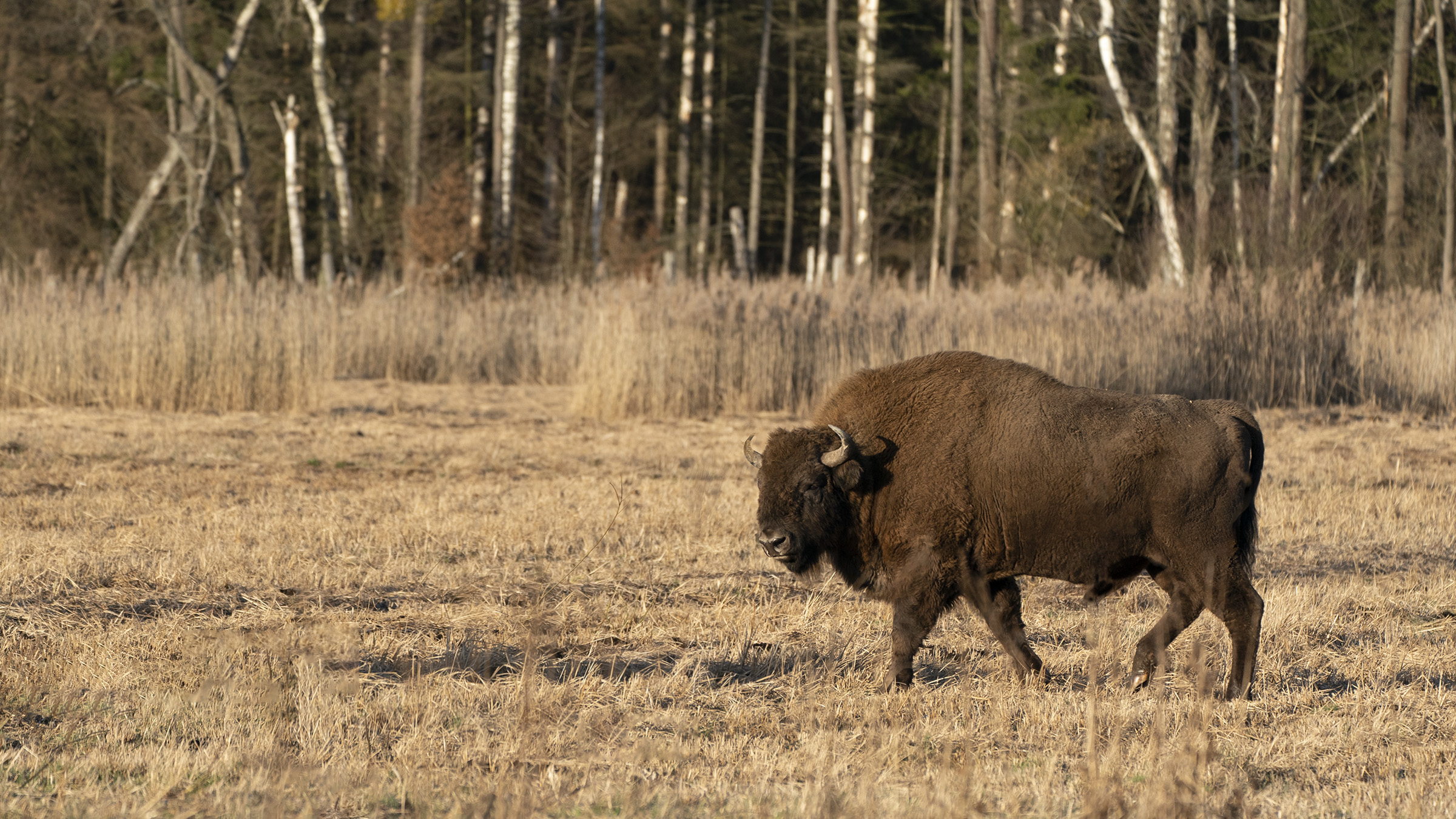 Bisonte europeo - Bialowieza PL