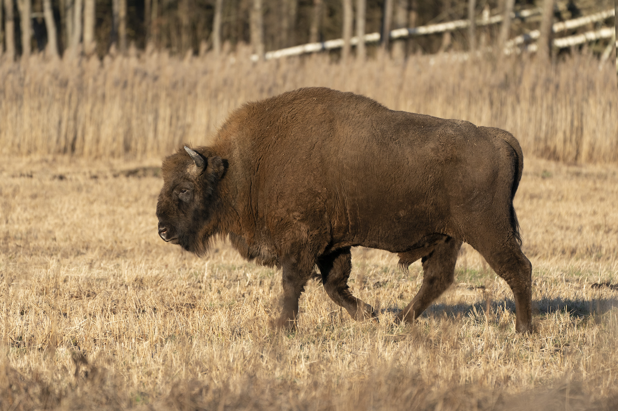 Bisonte europeo - Bialowieza PL