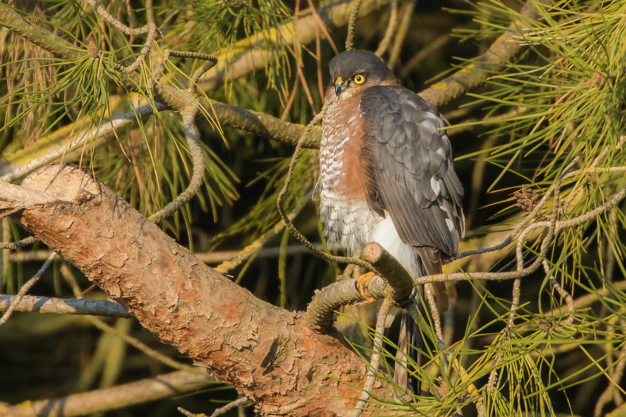 Sparrowhawk