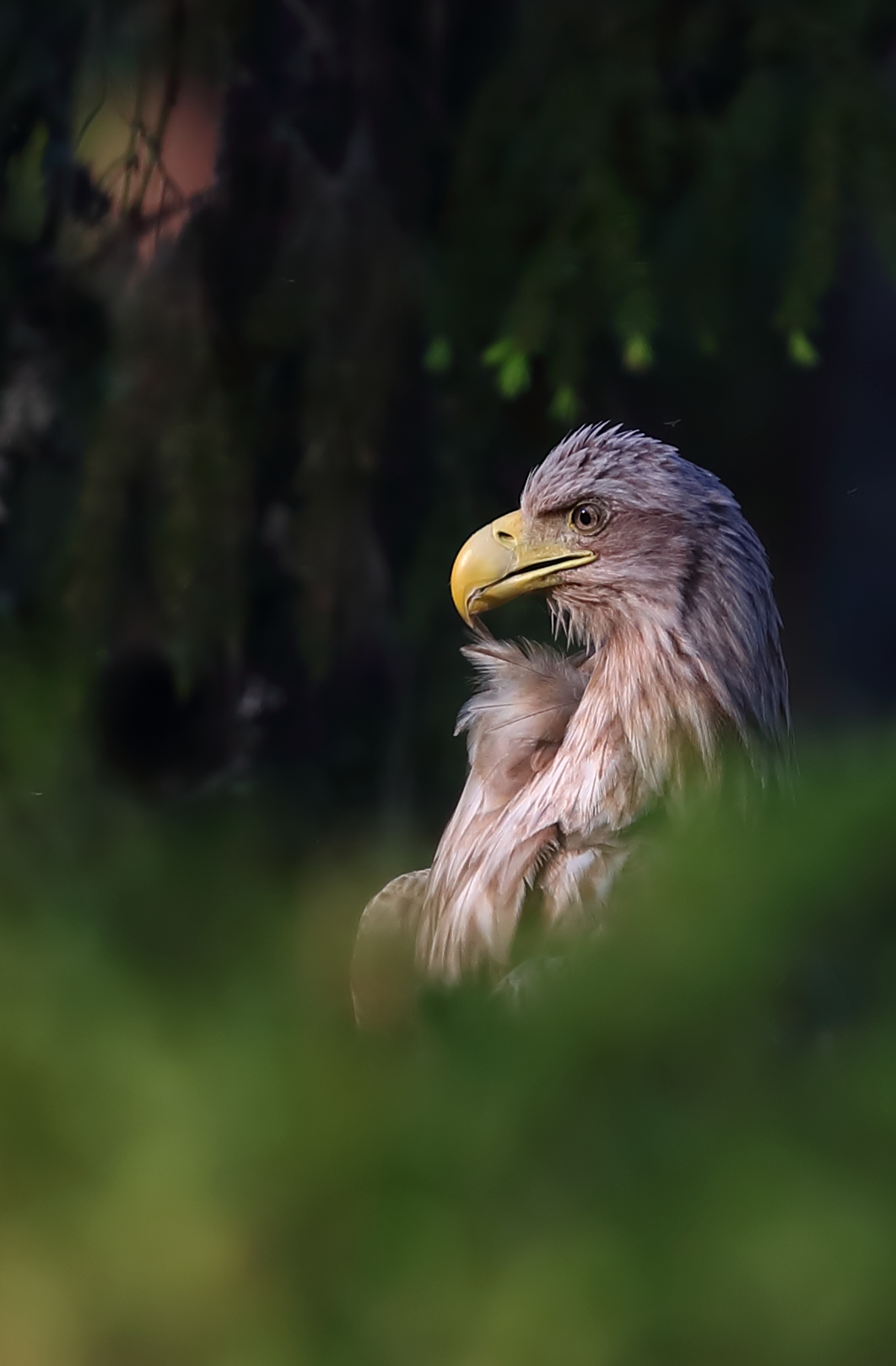 Quadro nella foresta finlandese