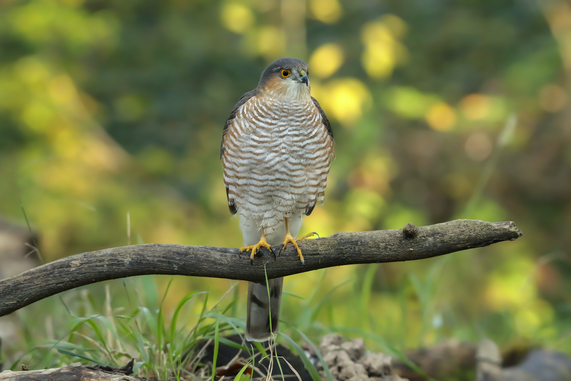 sparrowhawk on perch