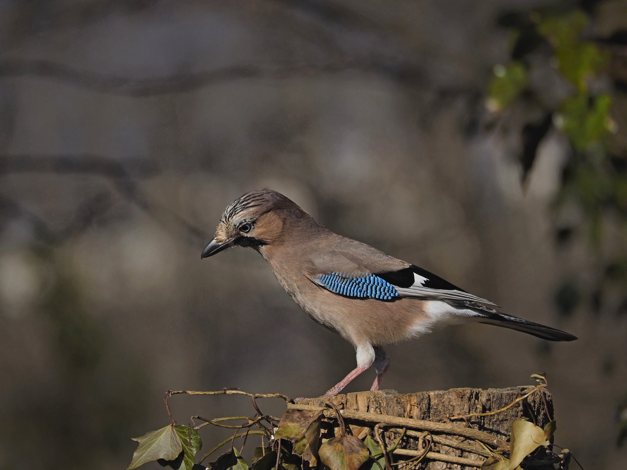 The blue feathers of the jay