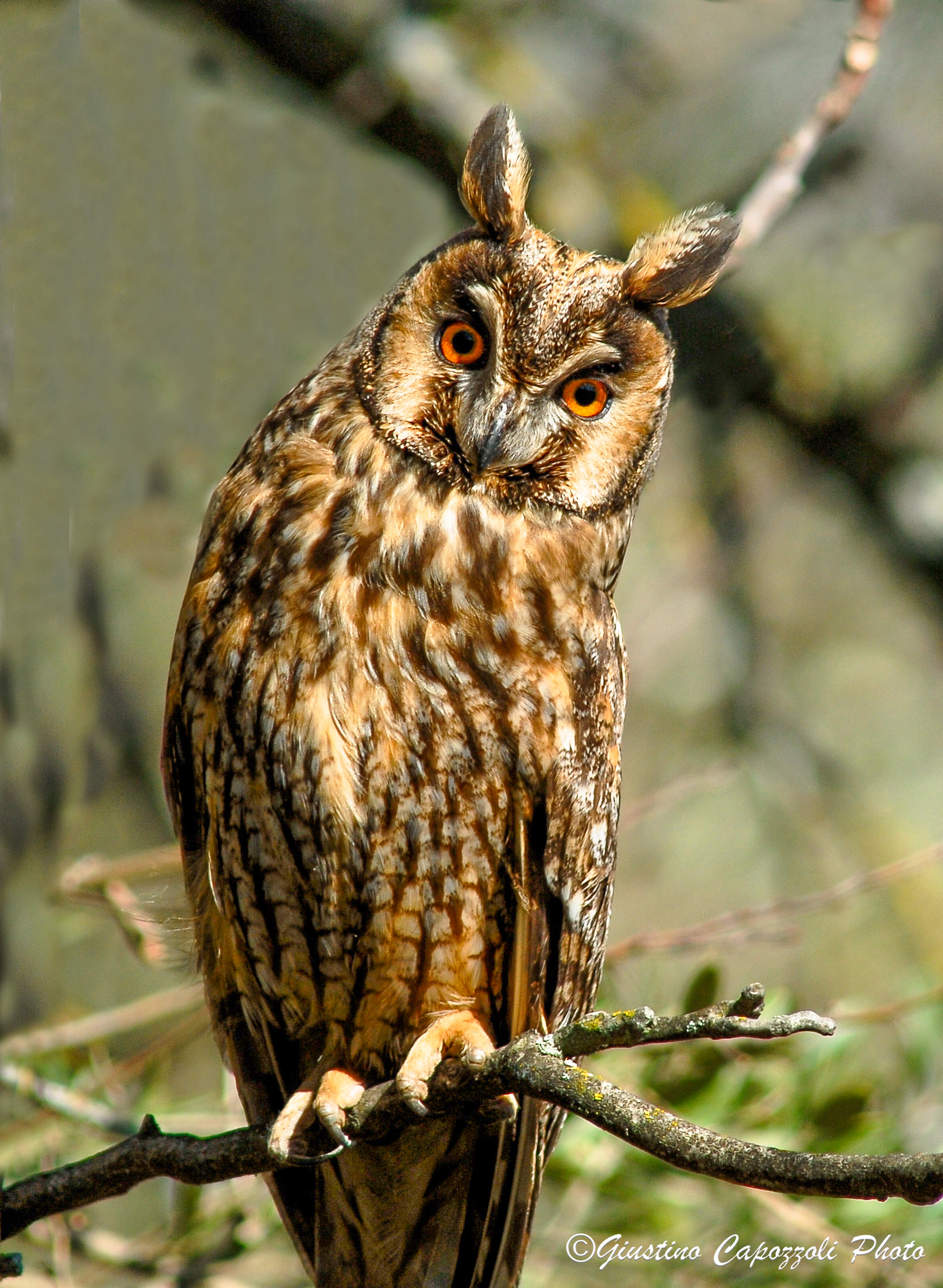 Common Owl