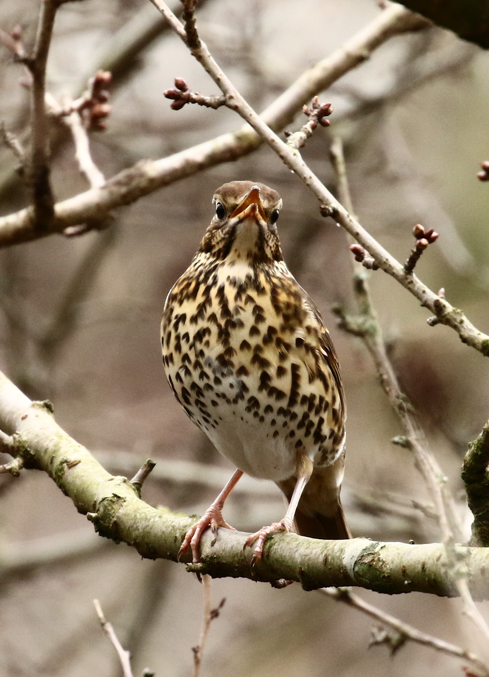 Tordo bottaccio, prove di primavera