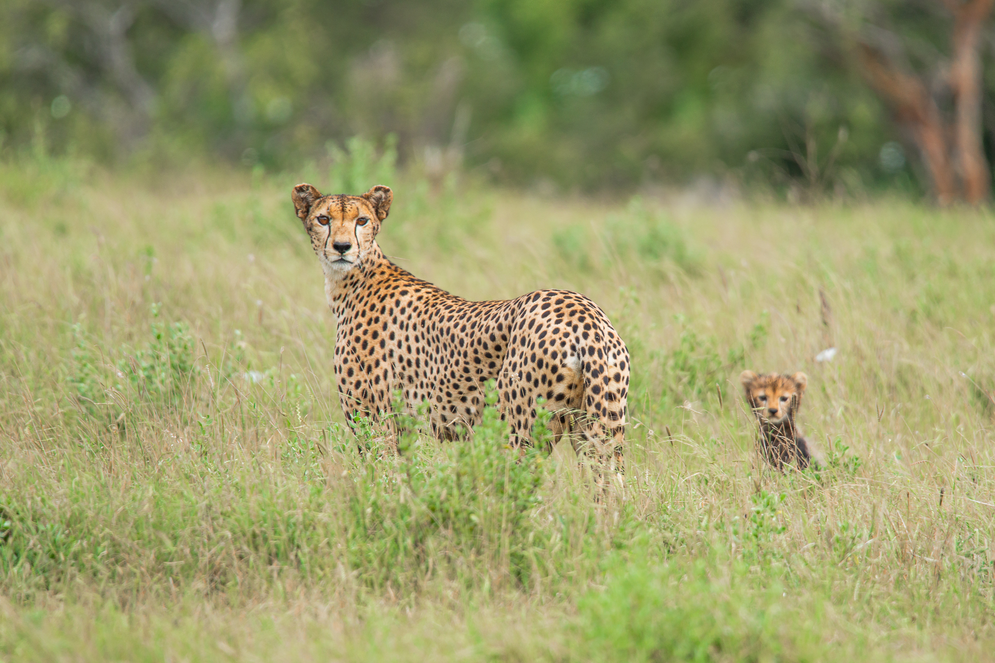 ghepardo con cucciolo