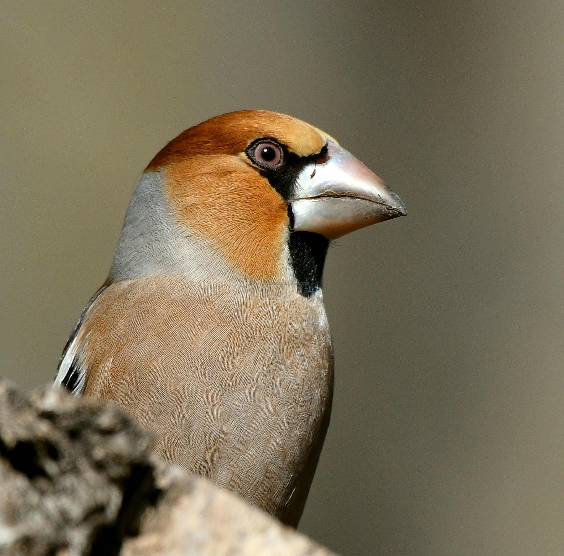 A "FORTEBECCO" IMPETUOUS, CAREFUL LOOKOUT
